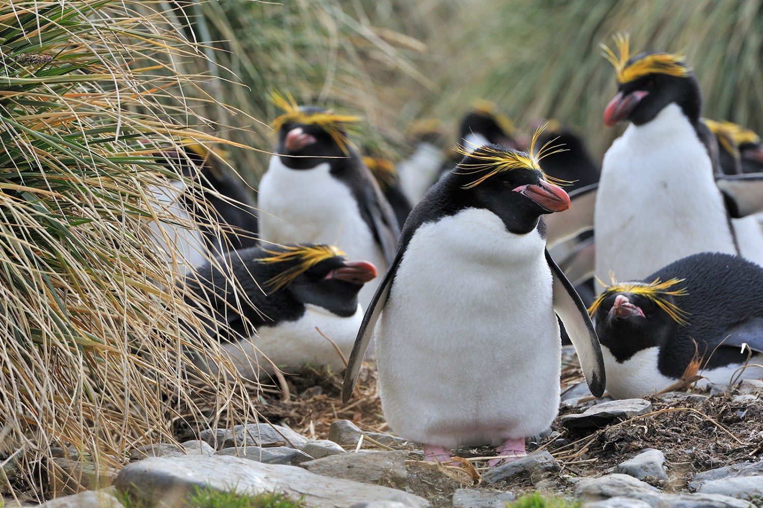 Goldschopfpinguine — Südgeorgien — Foto: Oceanwide Expeditions