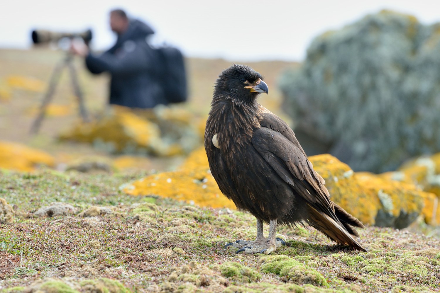 Caracara auf Saunders Island — Foto: Oceanwide Expeditions