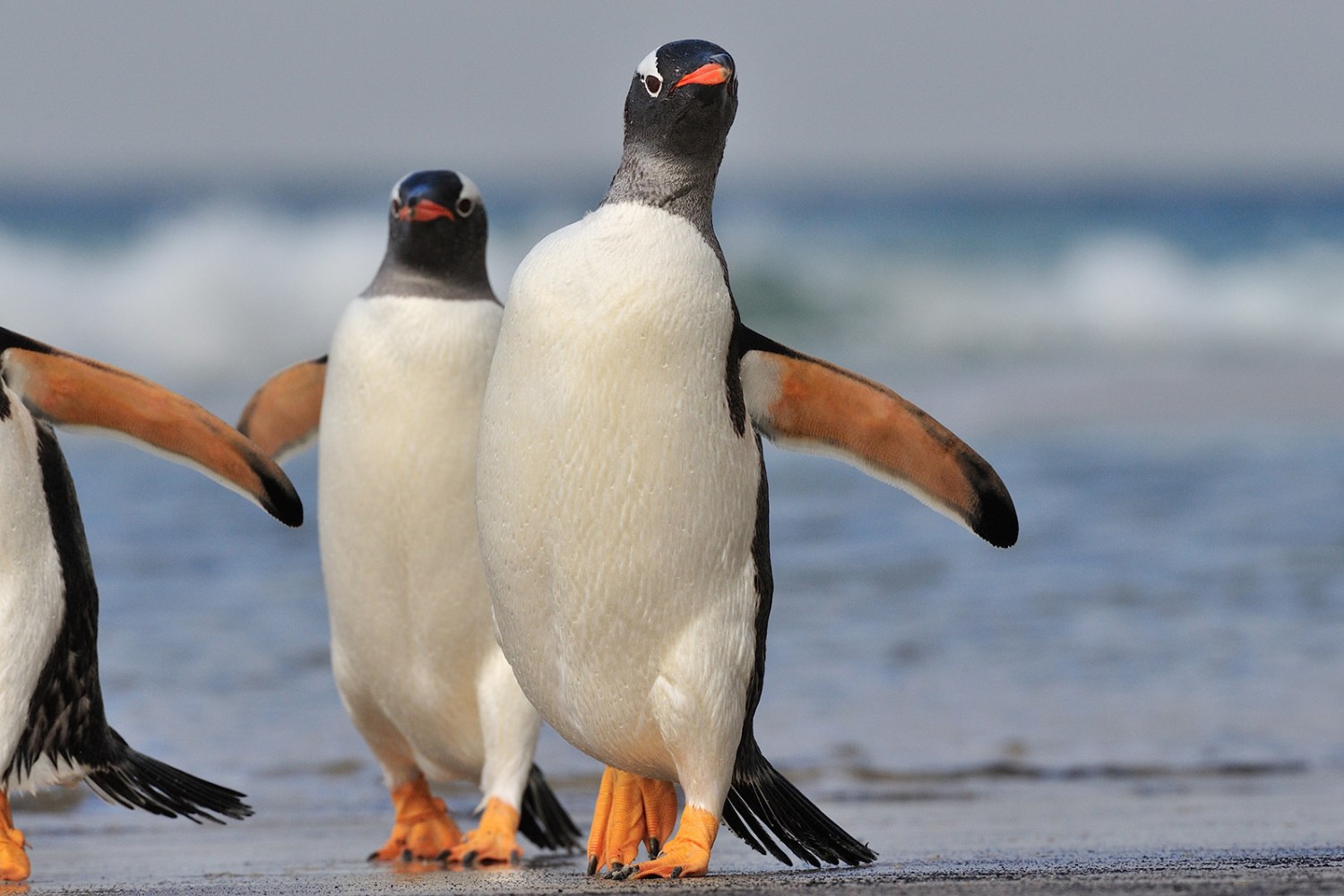 Gentoo-Pinguine auf Saunders Island — Foto: Oceanwide Expeditions