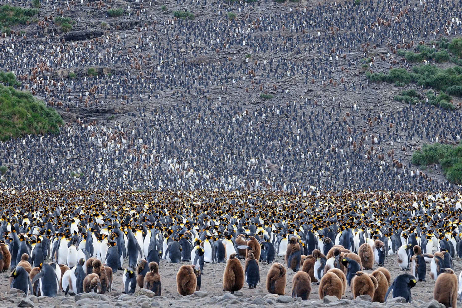 Königspinguin in Salisbury Plain — Foto: Oceanwide Expeditions