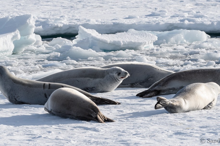 Krabbenfresserrobben auf dem Packeis — Foto: Oceanwide Expeditions