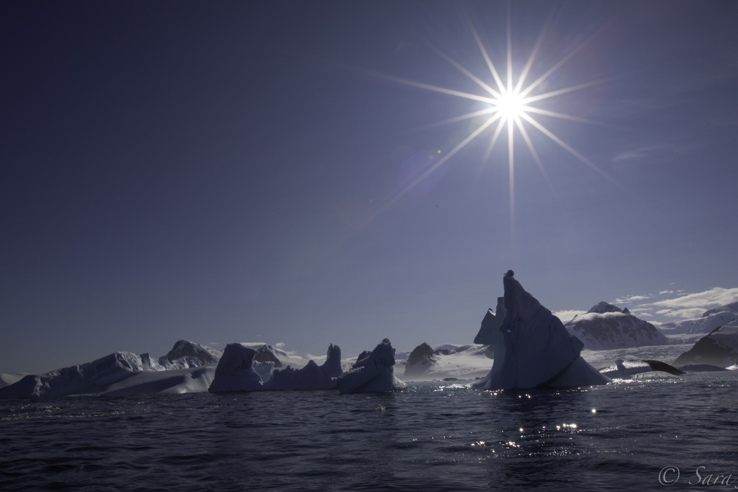 Eisberge bei den Yalour-Inseln — Foto: Oceanwide Expeditions