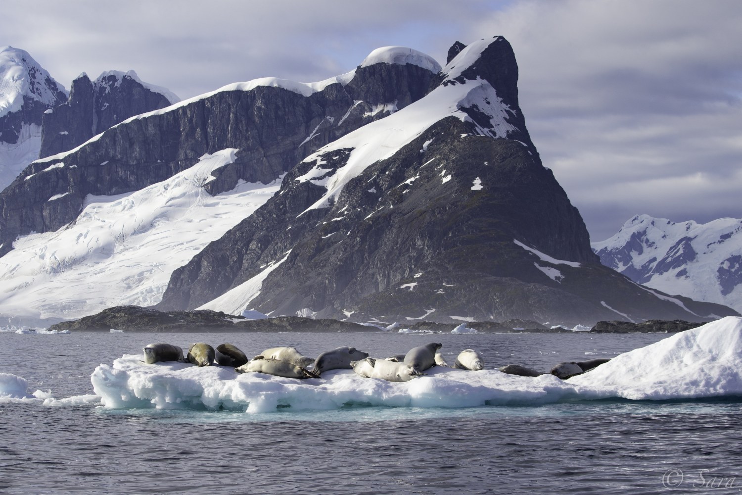Krabbenfresserrobben bei den Yalour-Inseln — Foto: Oceanwide Expeditions