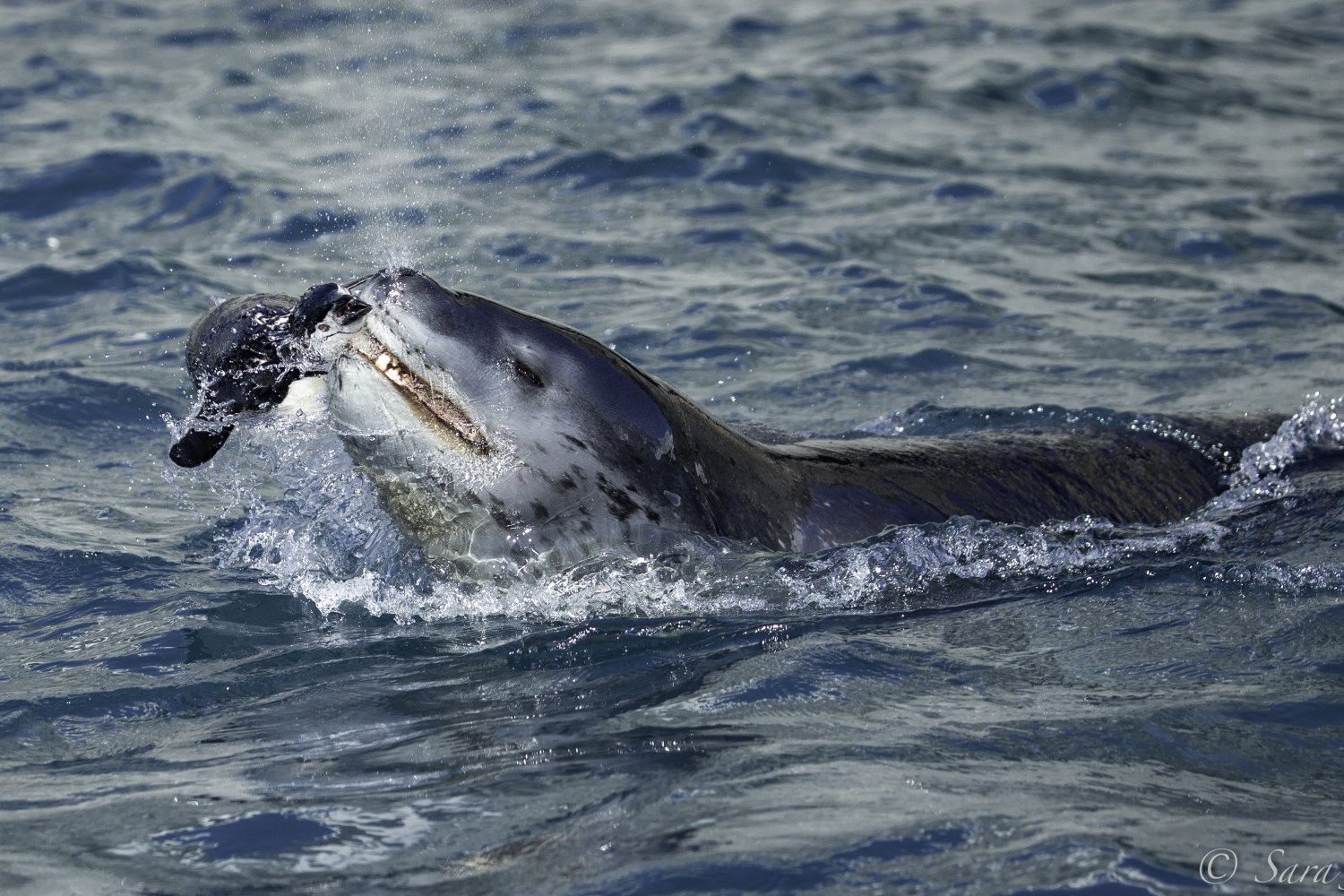 Seeleopard — Jagd auf einen Zügelpinguin — Foto: Oceanwide Expeditions