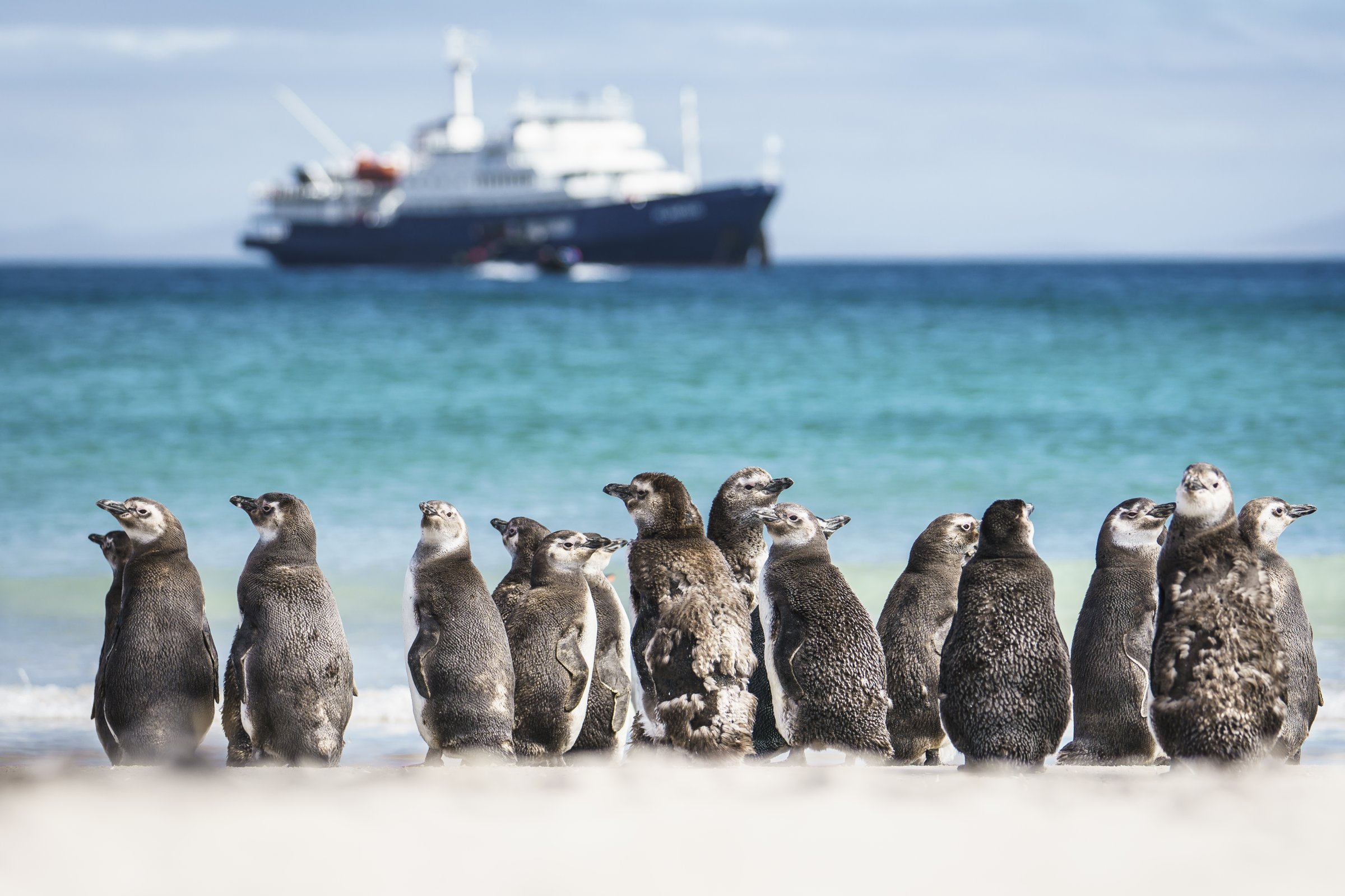 Saunders Island · Falkland-Inseln — Foto: Oceanwide Expeditions