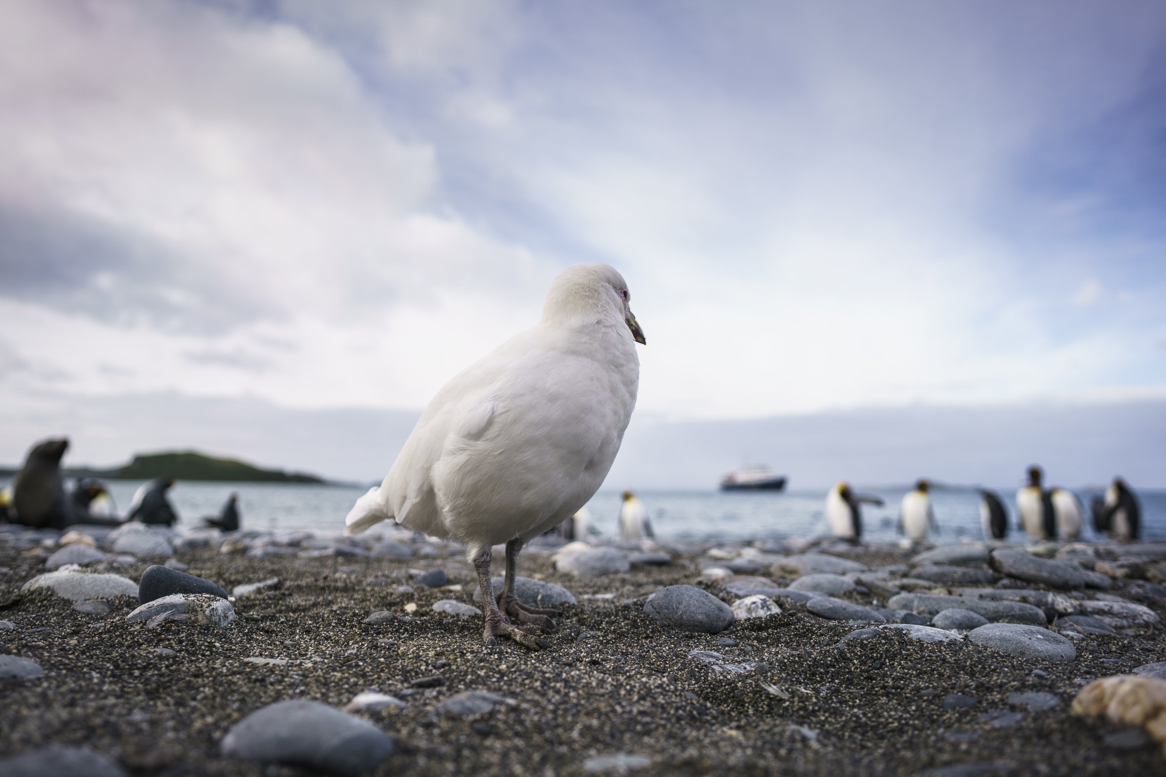 Königspinguin-Kolonien Südgeorgiens — Foto: Oceanwide Expeditions