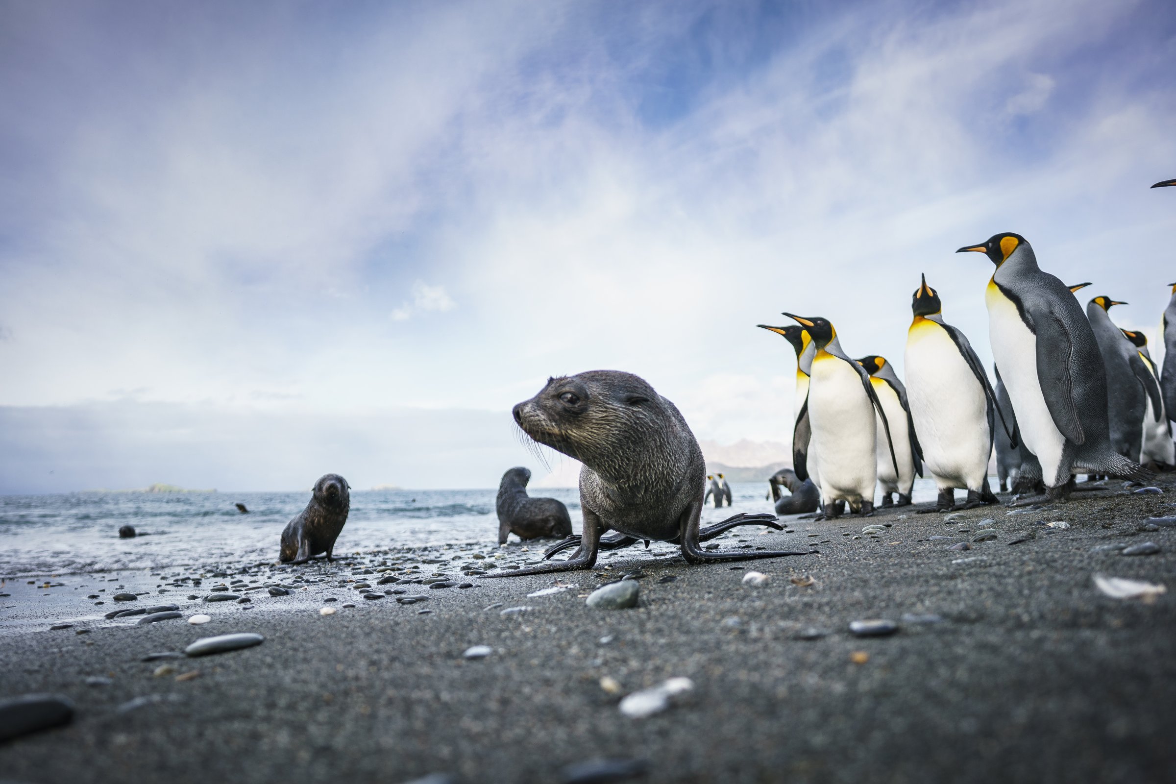 Strände voller Pelzrobben · Südgeorgien — Foto: Oceanwide Expeditions