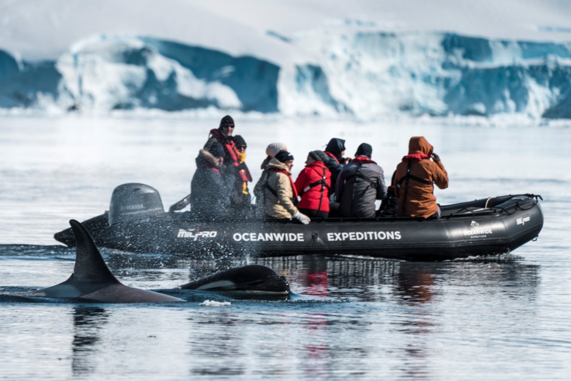 Zodiac-Begegnung mit Orcas — Foto: Oceanwide Expeditions