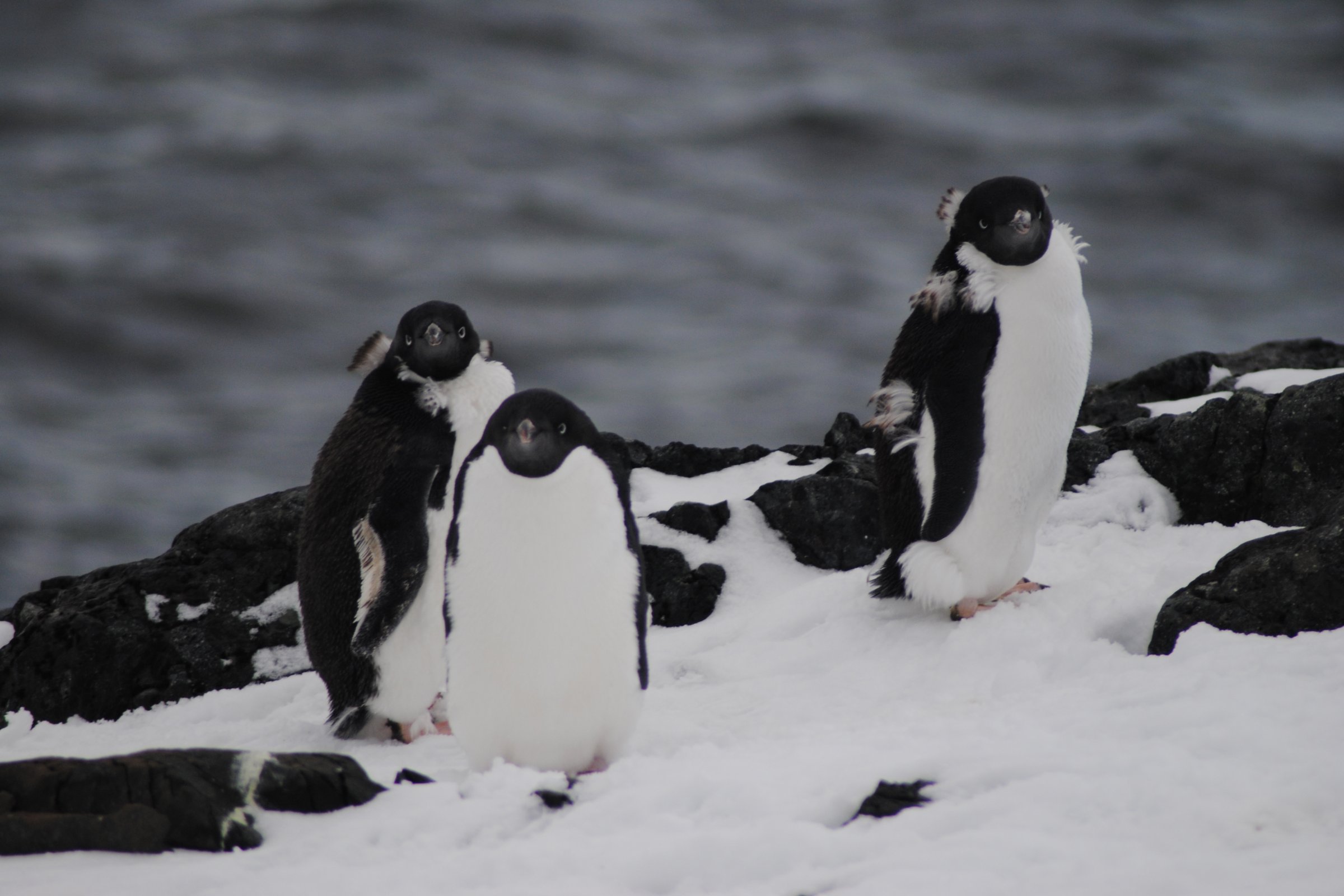 Adélie-Pinguine · Detaille Island · Polarkreis — Foto: Oceanwide Expeditions