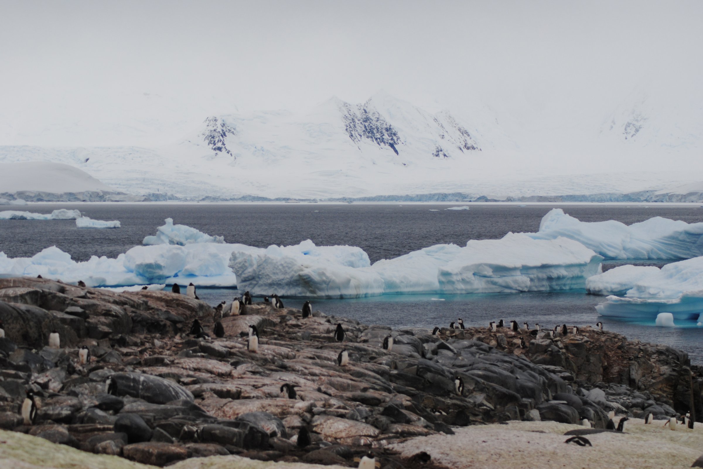 Petermann Island · Antarktische Halbinsel — Foto: Oceanwide Expeditions