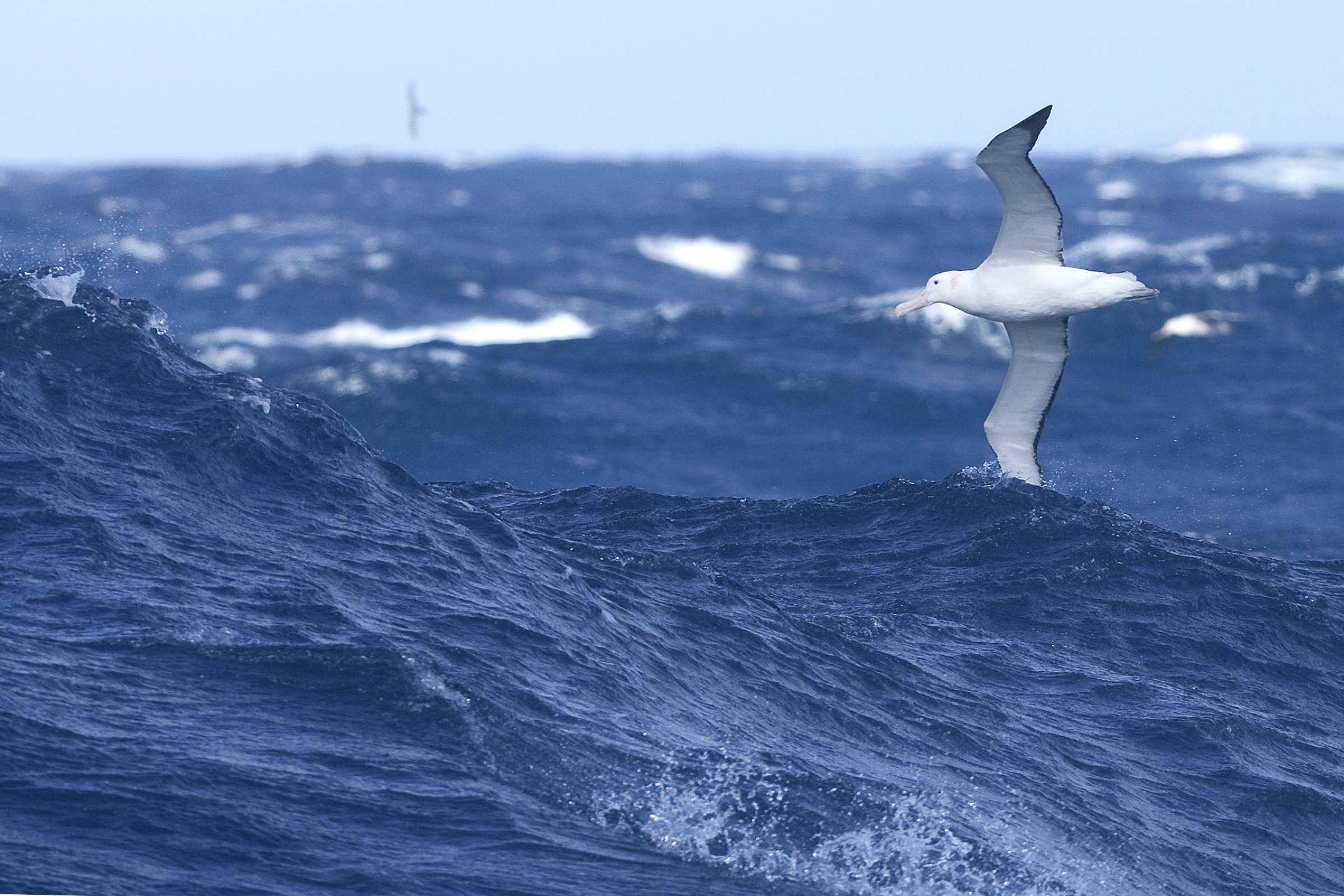 Wanderalbatross · Drake-Passage — Foto: Oceanwide Expeditions