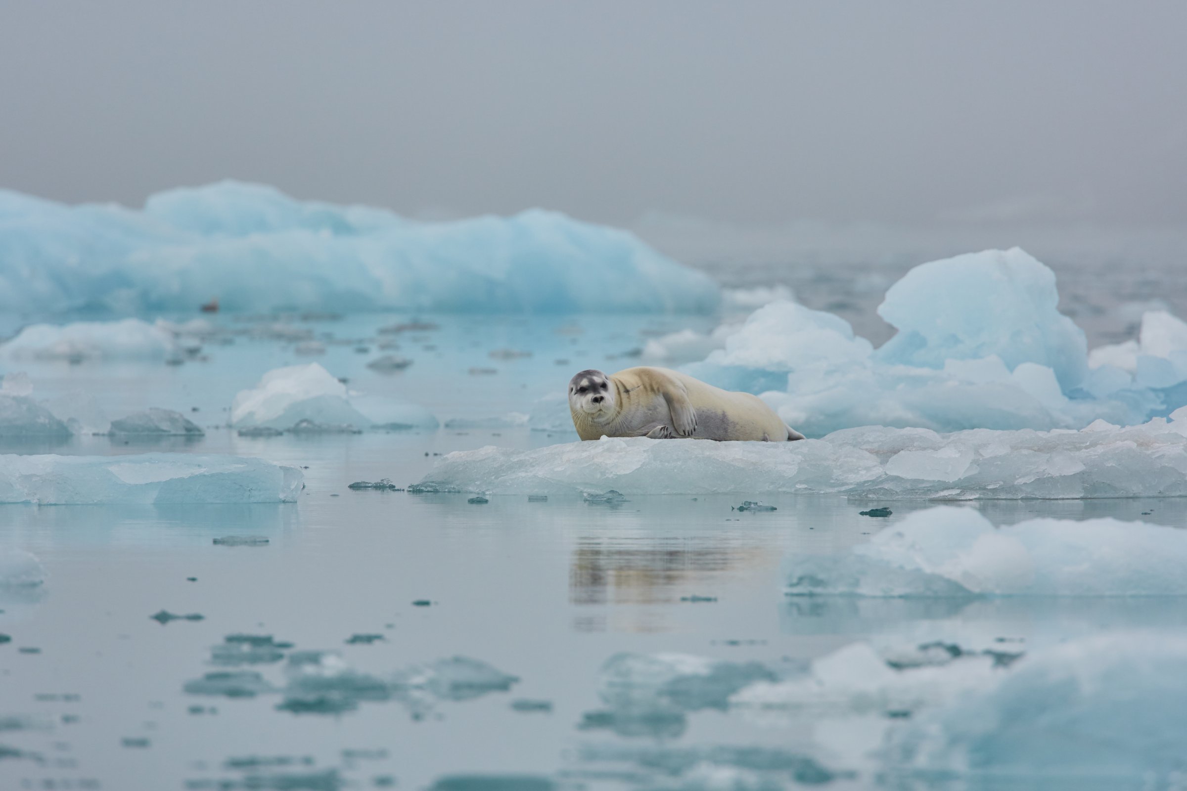 Eisbär auf der Eisscholle · Spitzbergen — Foto: Oceanwide Expeditions