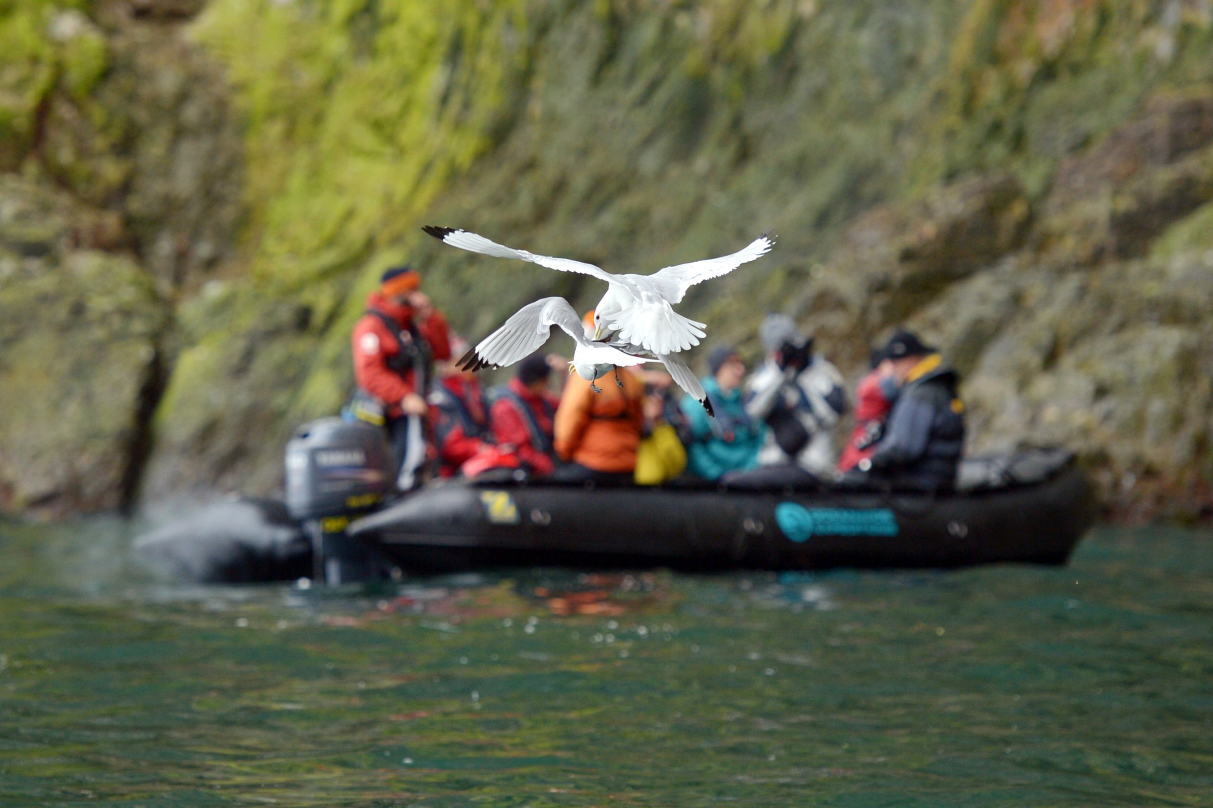 Dreizehenmöwen-Kolonie · Zodiac-Tour — Foto: Oceanwide Expeditions
