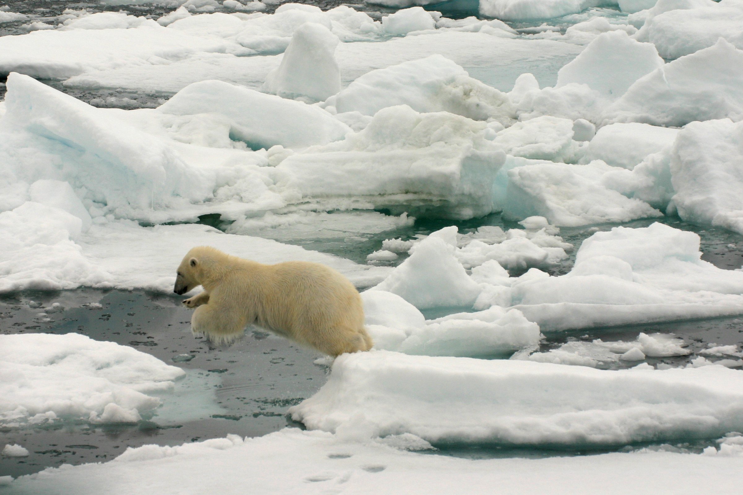 Eisbär im Packeis · Nord-Spitzbergen — Foto: Oceanwide Expeditions