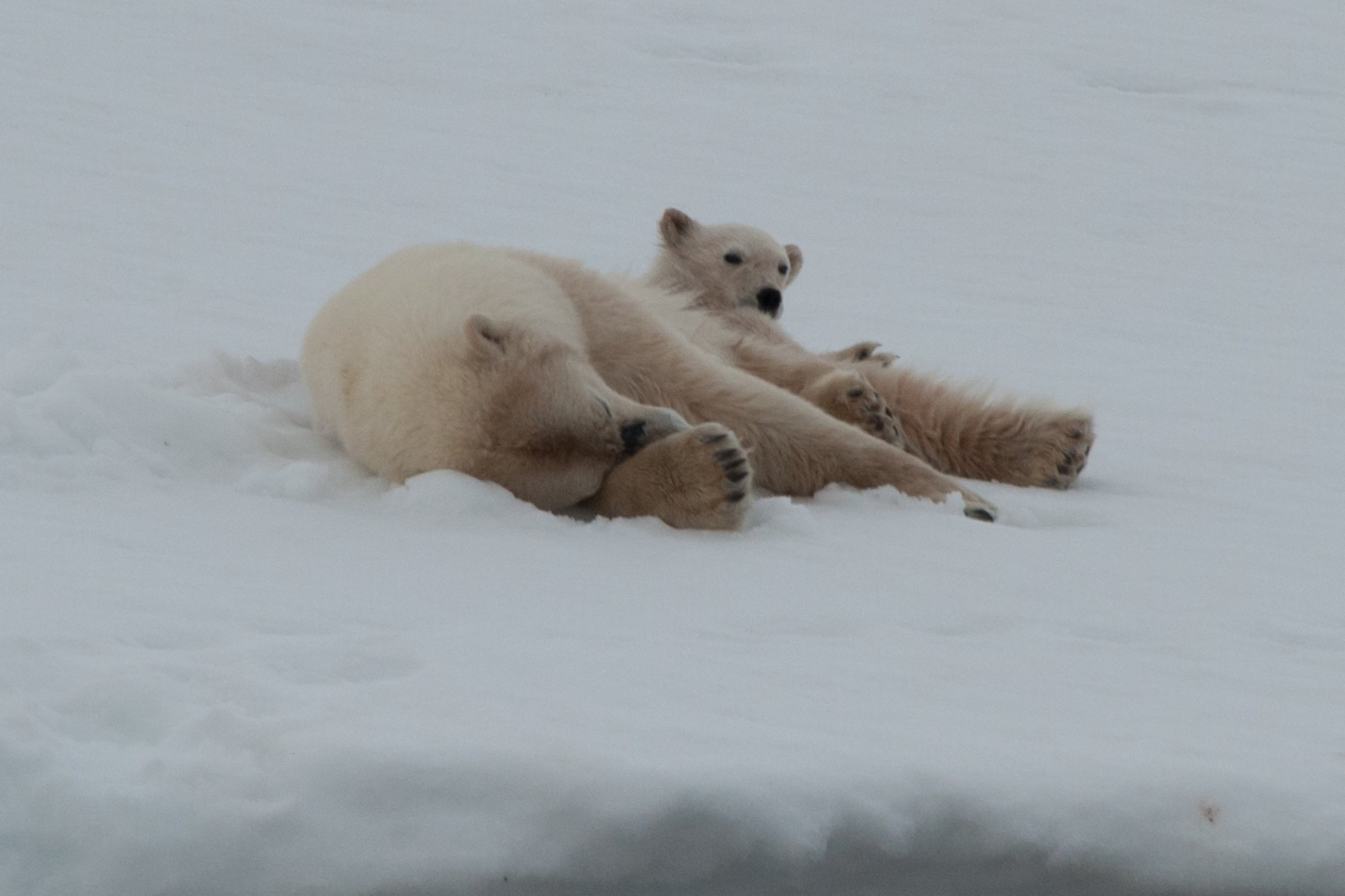 Eisbär unter der Mitternachtssonne — Foto: Oceanwide Expeditions