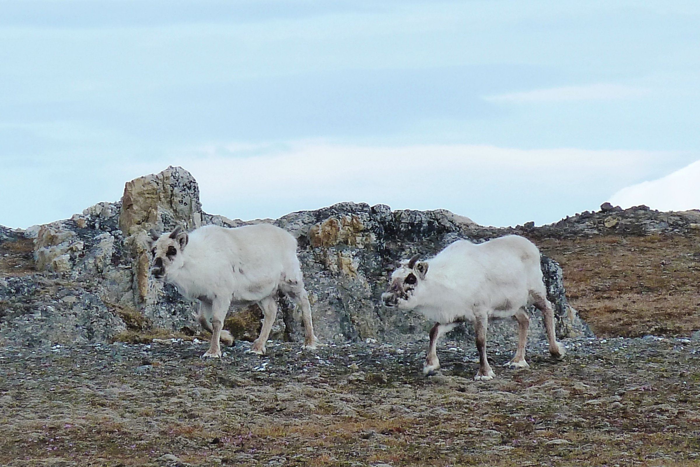 Mitternachtssonne über Nord-Spitzbergen — Foto: Oceanwide Expeditions