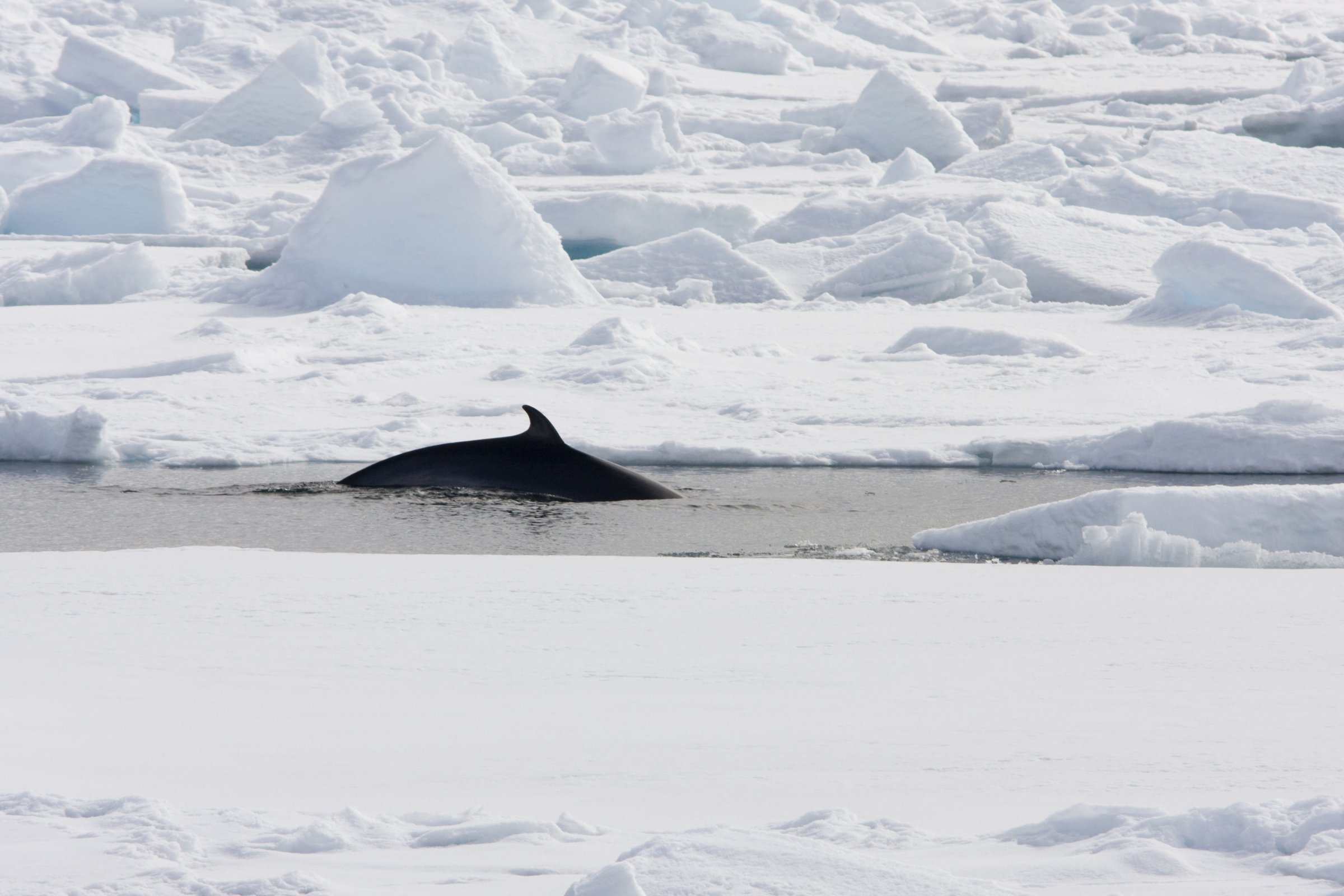Zwergwal vor Spitzbergen — Foto: Oceanwide Expeditions