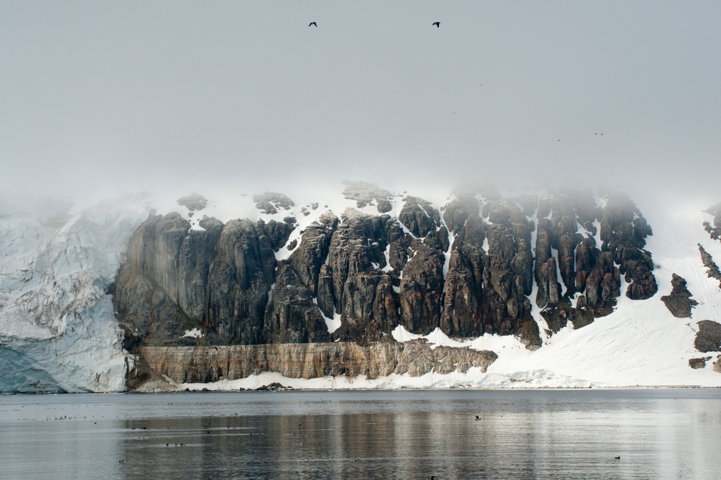 Brutkolonien an den Klippen — Foto: Oceanwide Expeditions