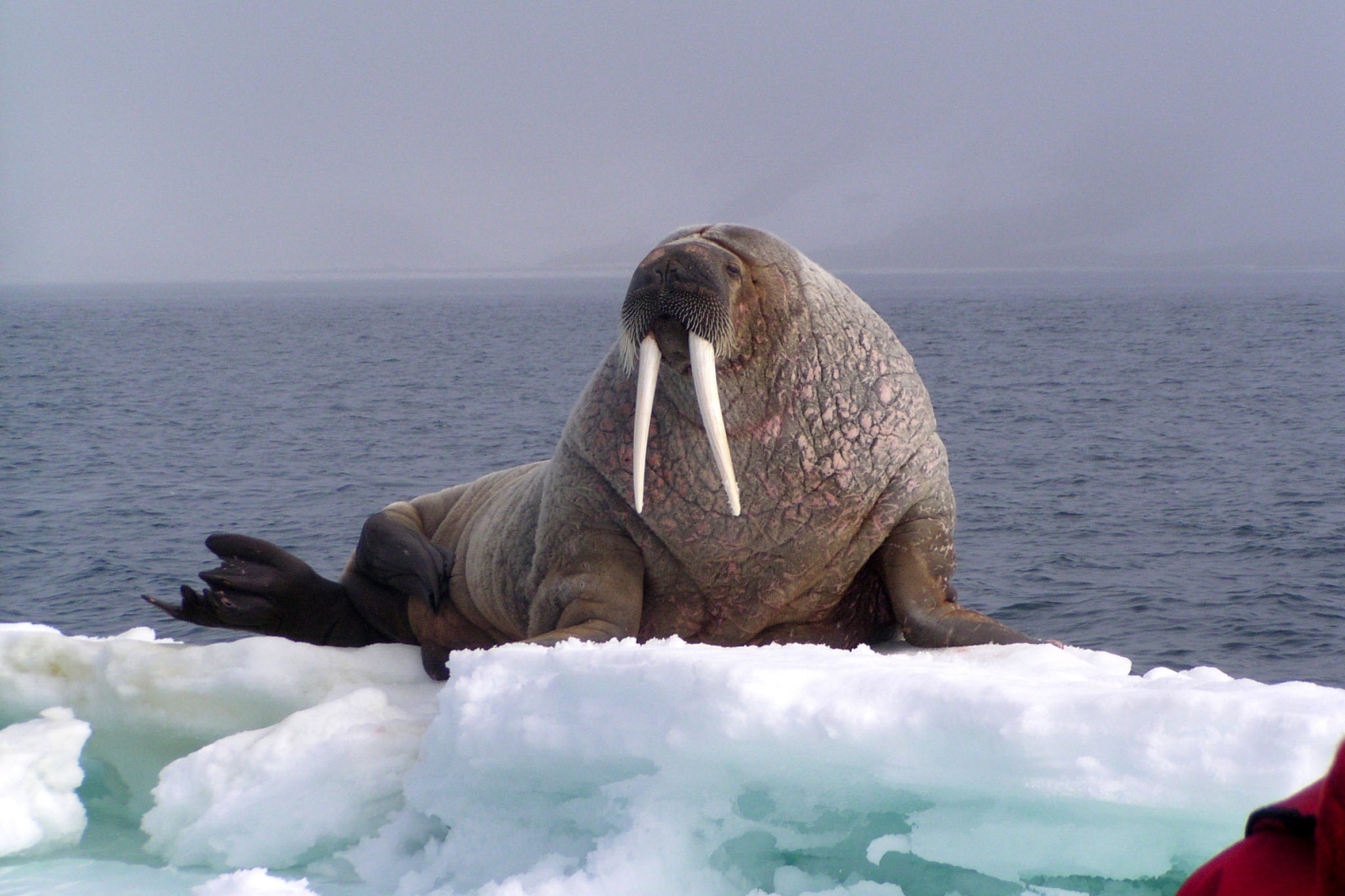 Walross-Kolonie · Spitzbergen — Foto: Oceanwide Expeditions