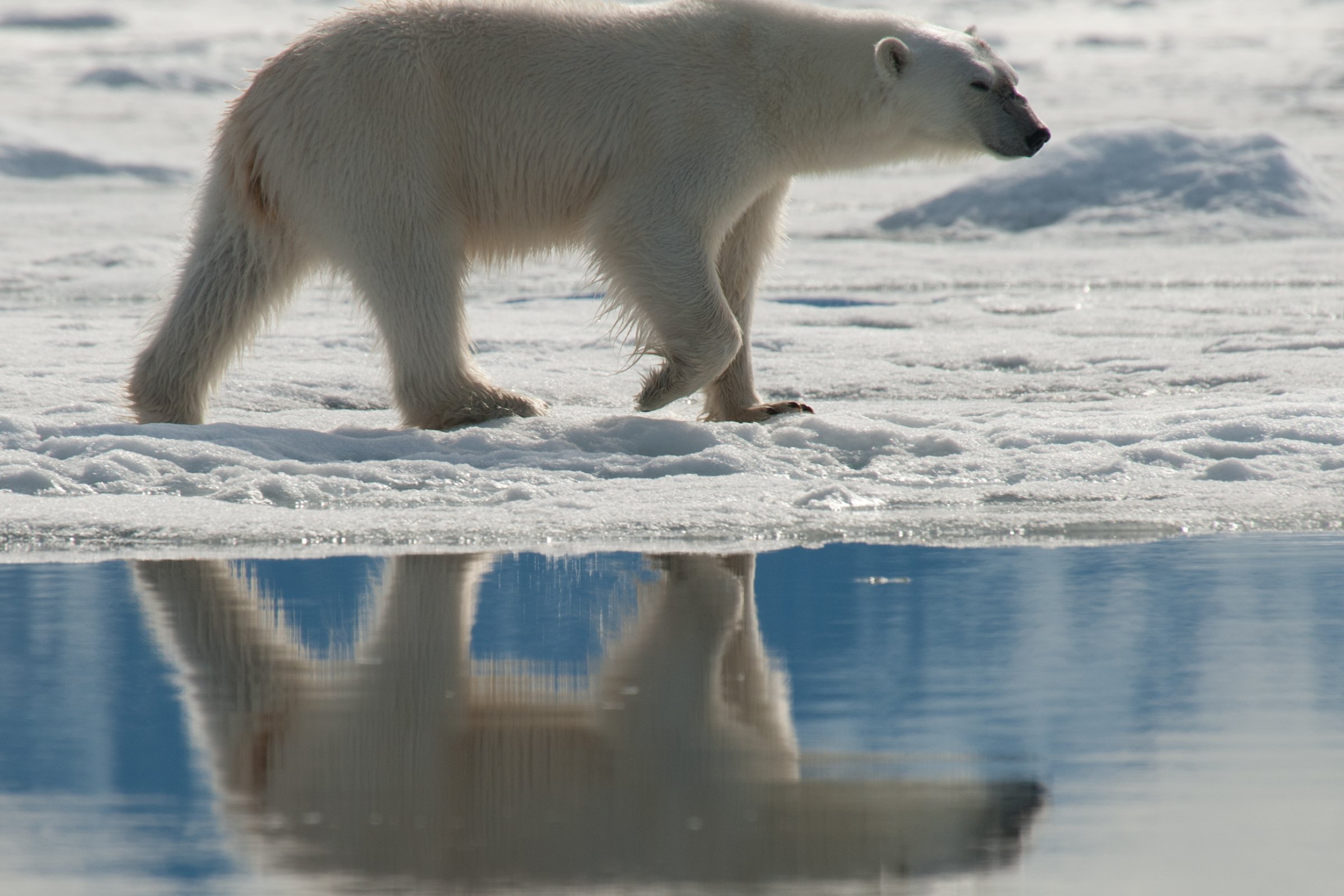 Eisbär-Sichtung am Fjord — Foto: Oceanwide Expeditions