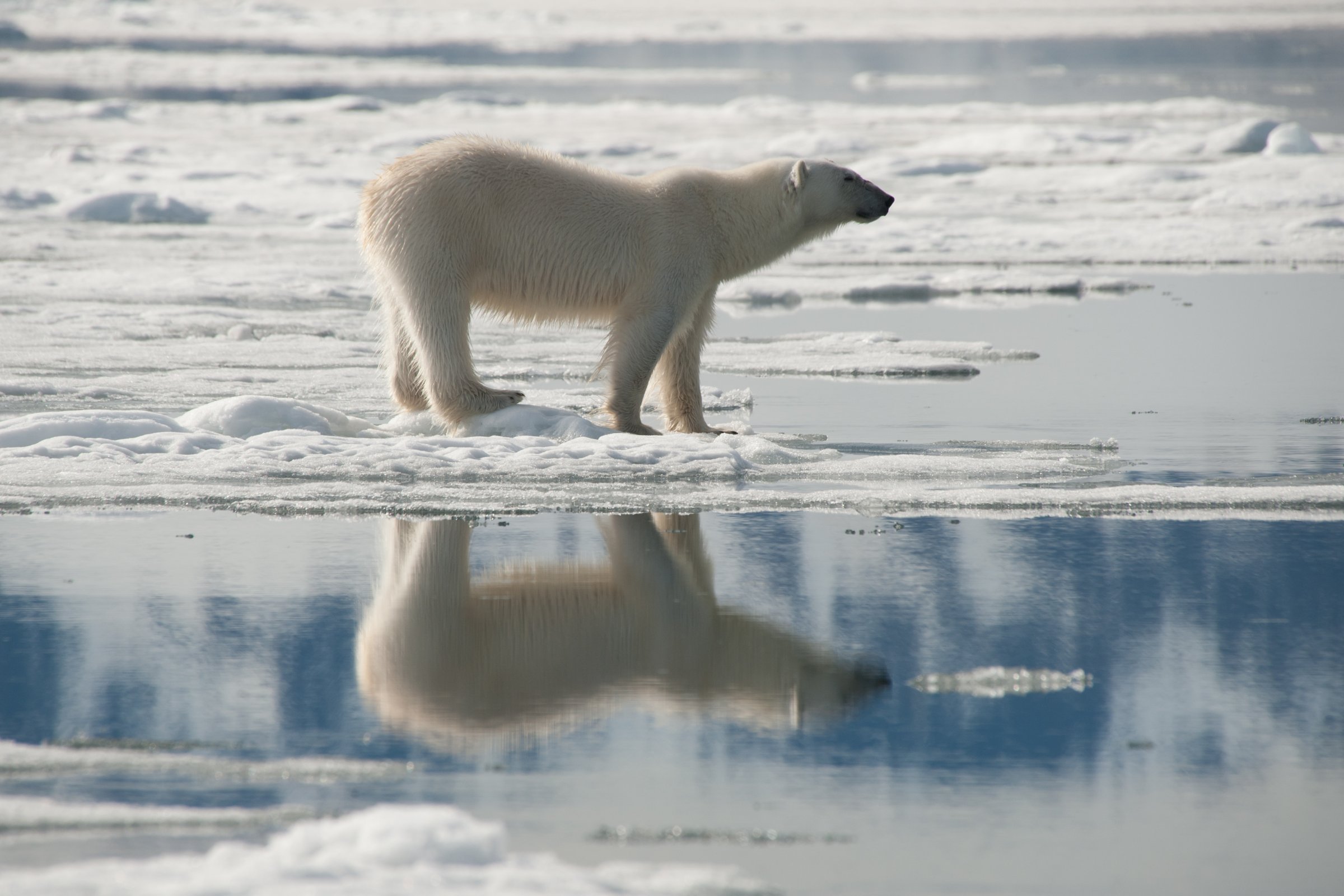 Eisbär an der Eiskante · Spitzbergen — Foto: Oceanwide Expeditions