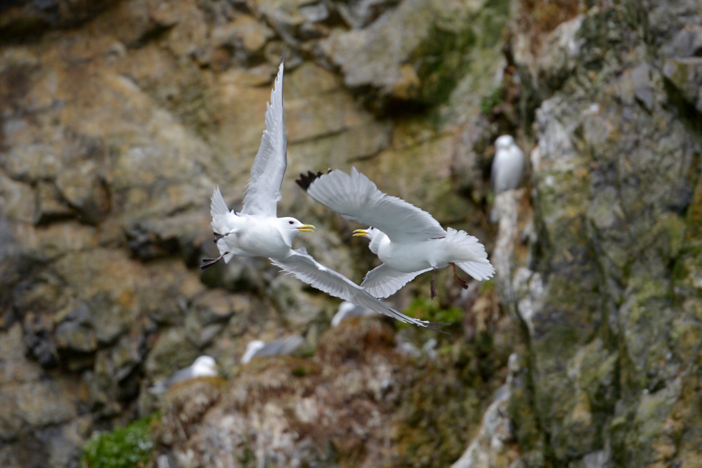 Dreizehenmöwen · Spitzbergen — Foto: Oceanwide Expeditions