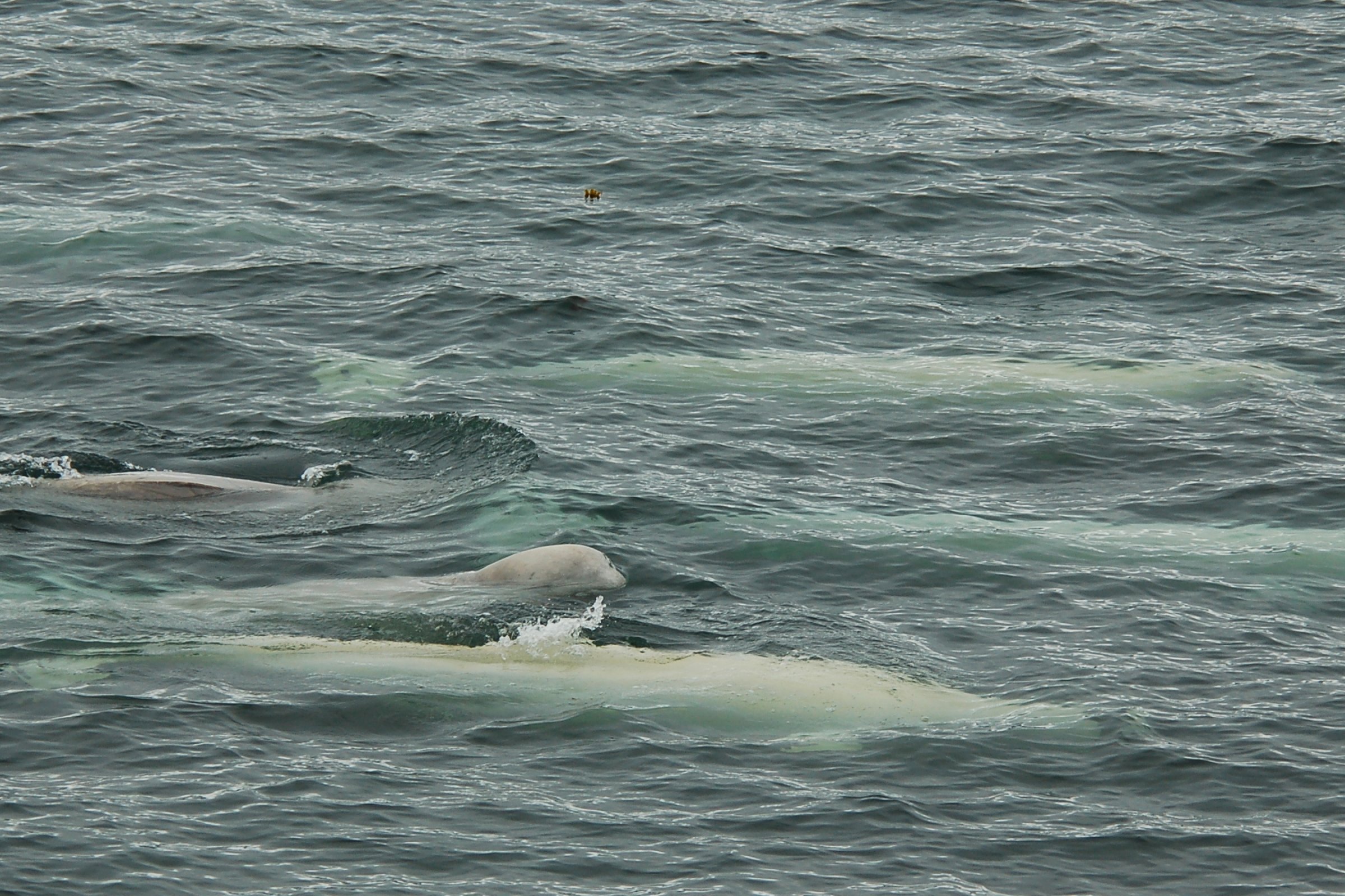 Beluga-Wale vor Spitzbergen — Foto: Oceanwide Expeditions