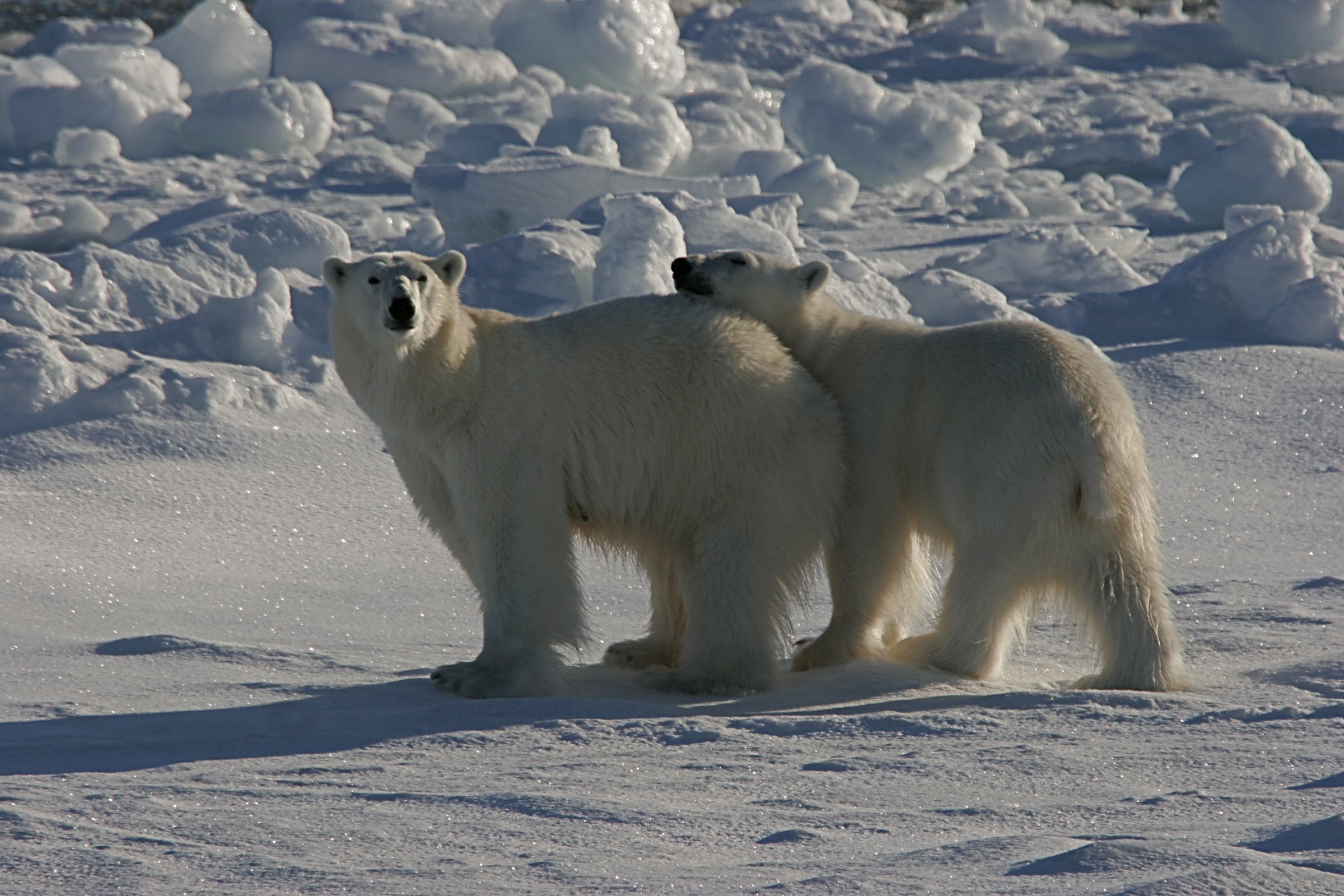 Eisbär · Nord-Spitzbergen — Foto: Oceanwide Expeditions
