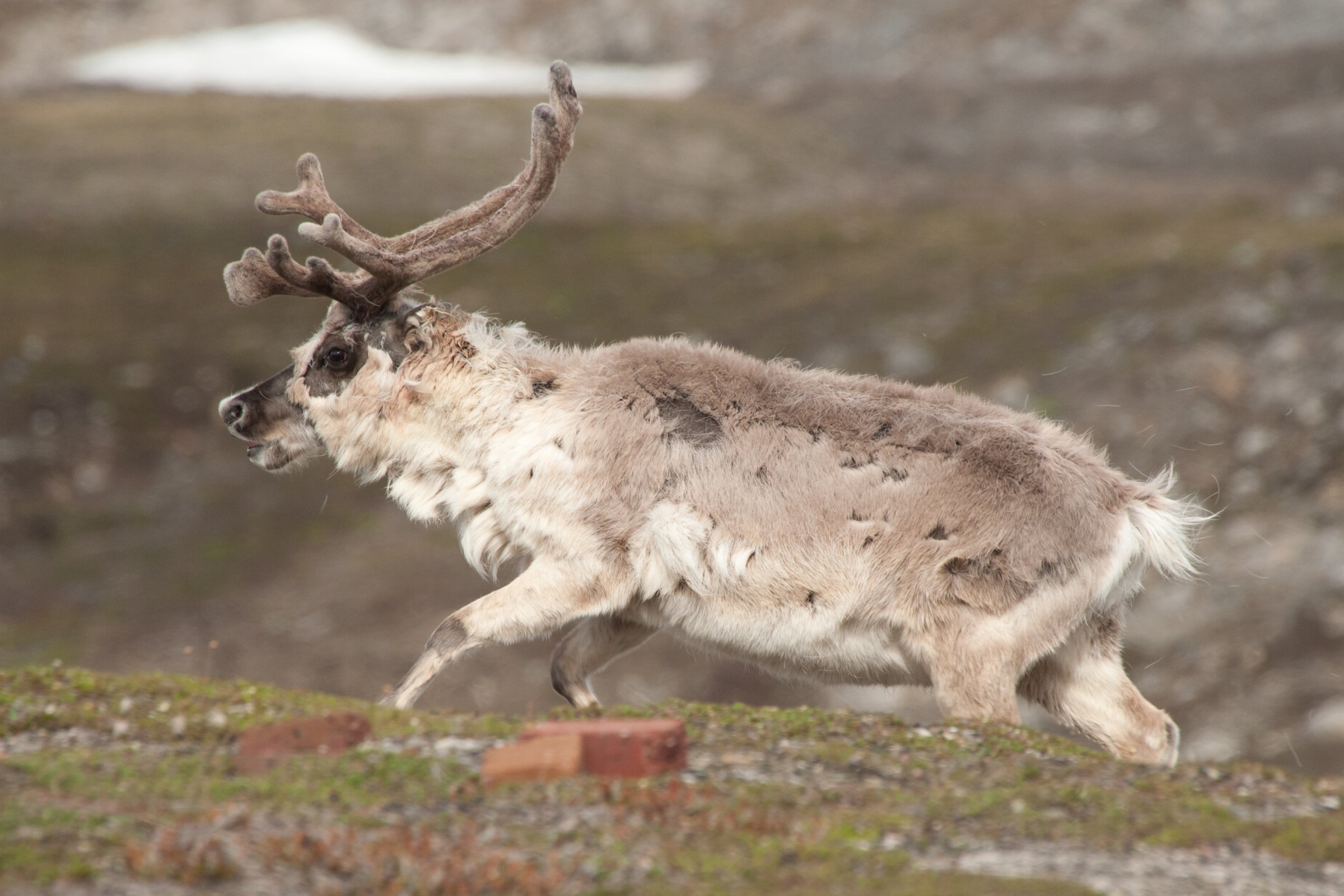 Svalbard-Rentier · Spitzbergen — Foto: Oceanwide Expeditions