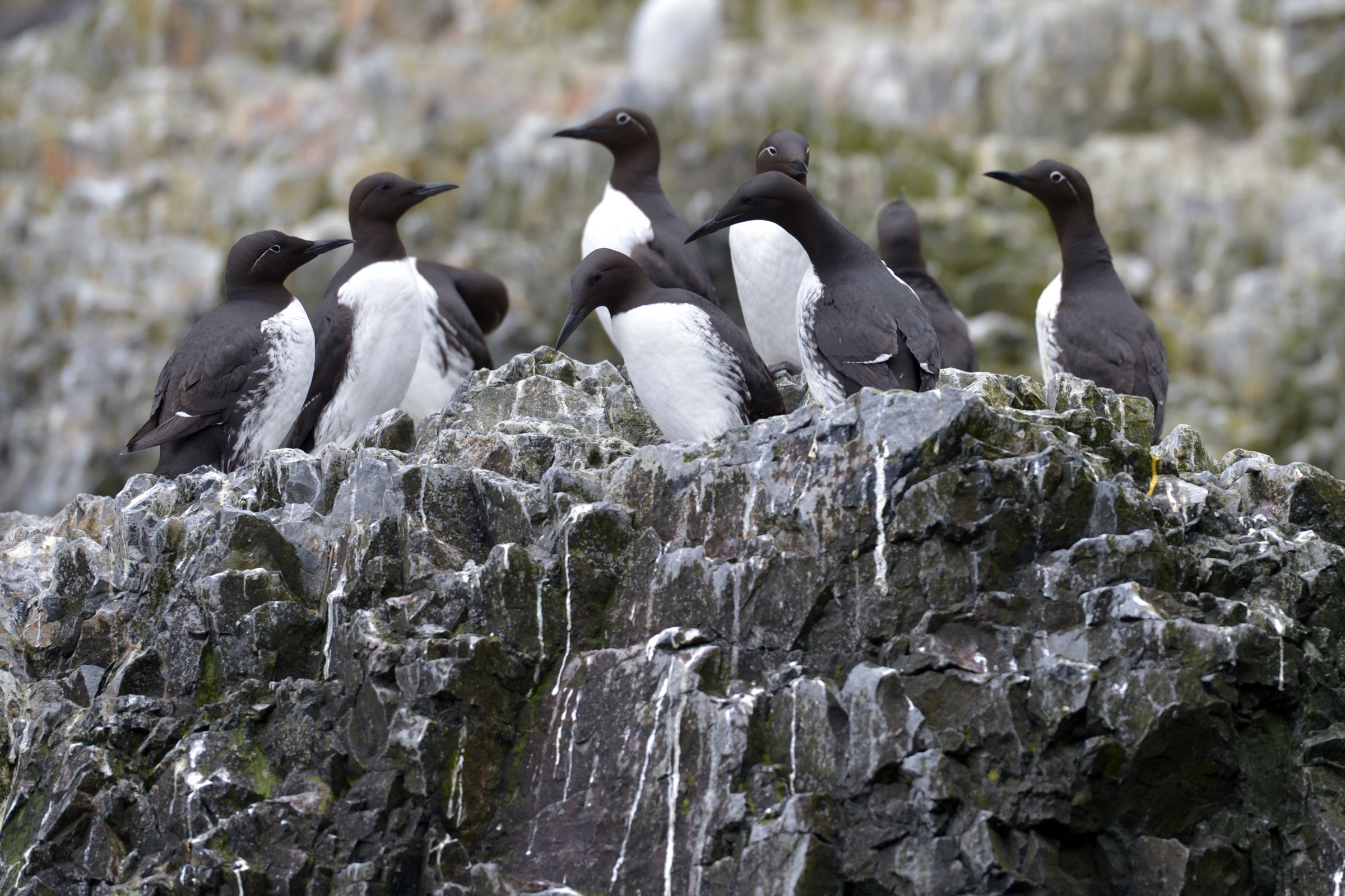 Brünnich-Lummen · Alkefjellet — Foto: Oceanwide Expeditions