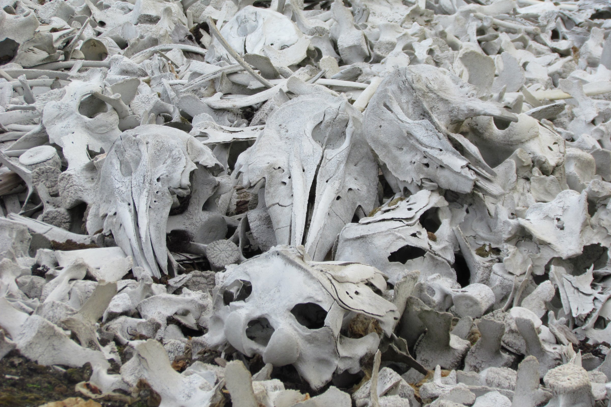 Beluga-Skelette · Bellsund Walfang-Geschichte — Foto: Oceanwide Expeditions
