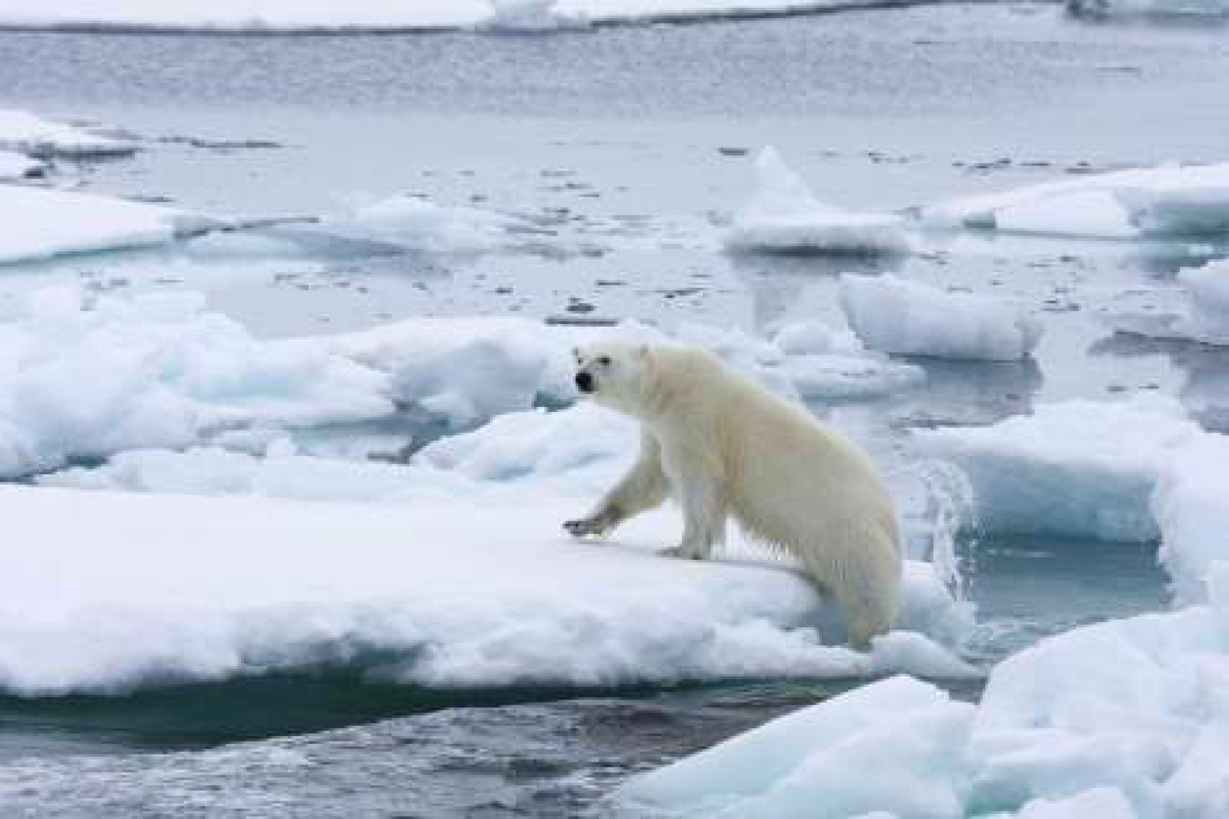 Eisbär auf der Eisscholle — Foto: Oceanwide Expeditions