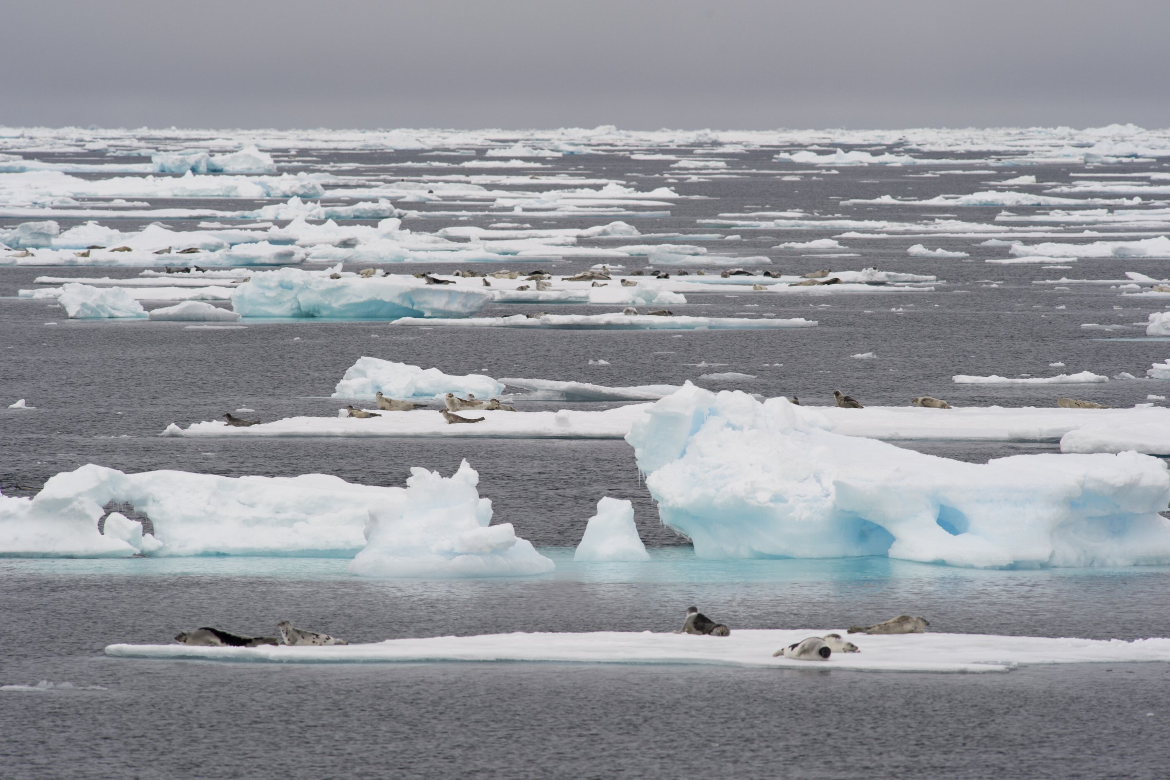 Sattelrobben auf dem Packeis — Foto: Oceanwide Expeditions