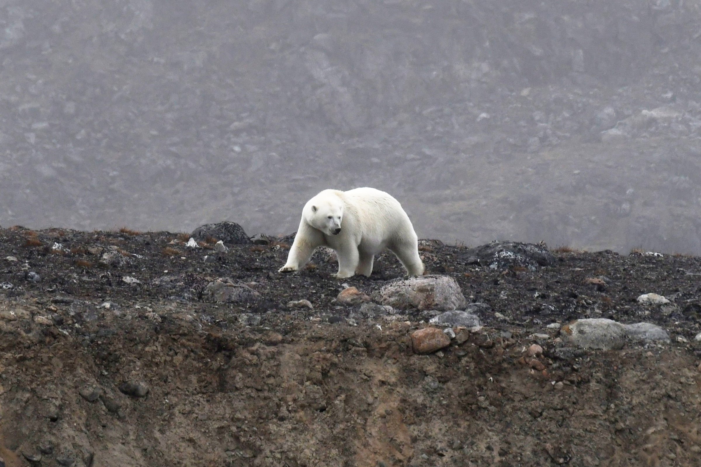 Eisbär auf Danskoya · Nord-Spitzbergen — Foto: Oceanwide Expeditions