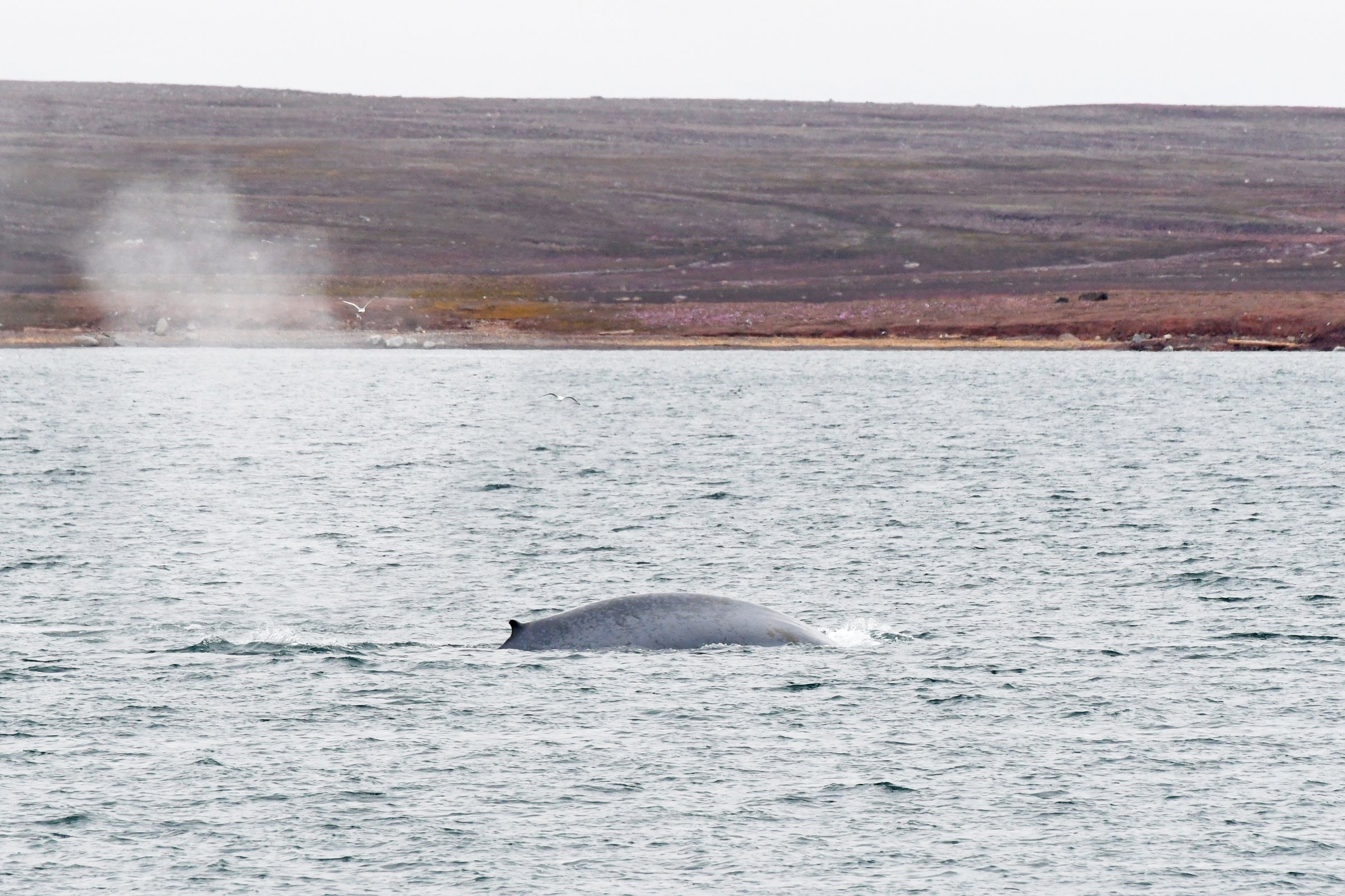 Blauwal im Woodfjord — Foto: Oceanwide Expeditions