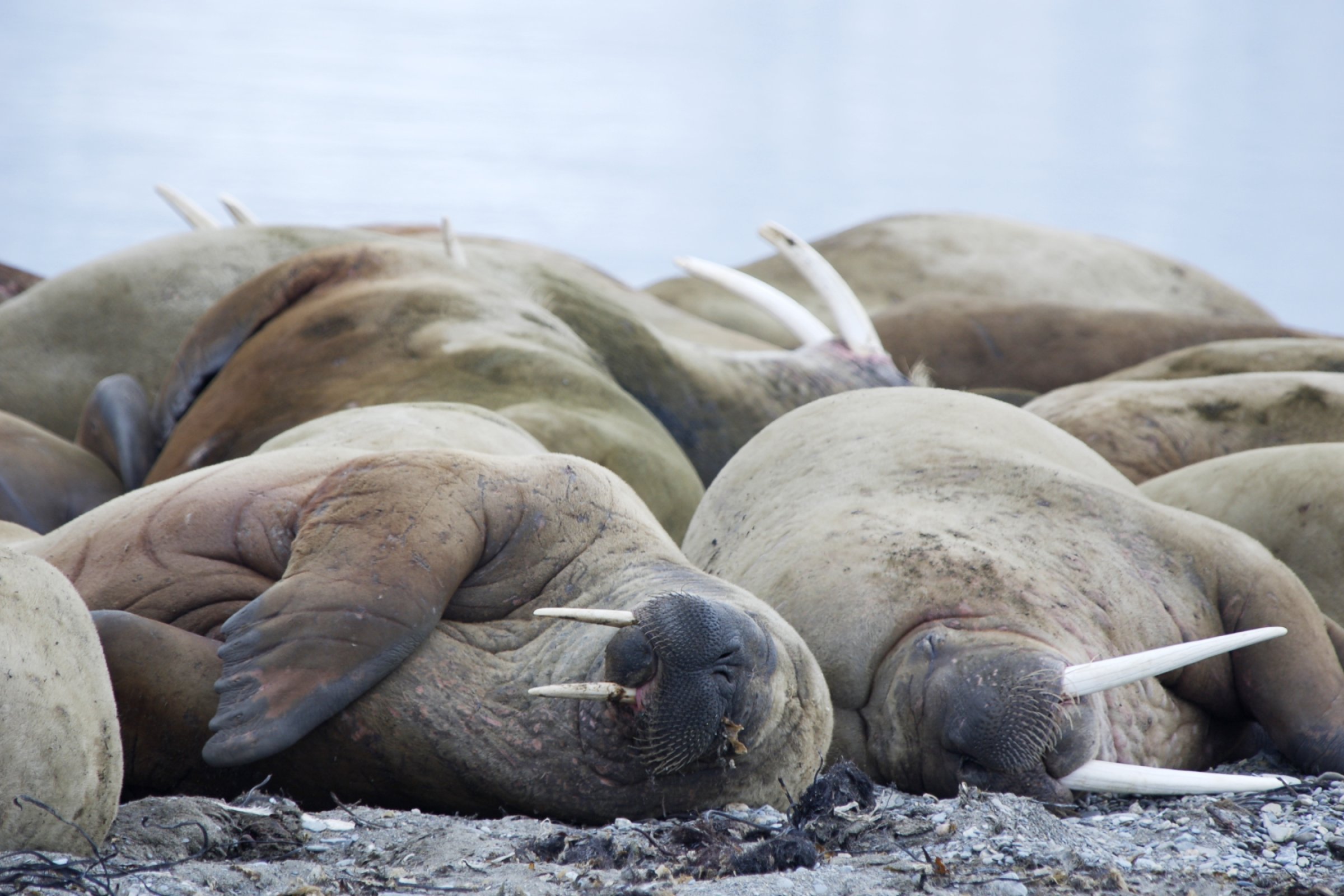 Walross-Strand · Poolepynten — Foto: Oceanwide Expeditions