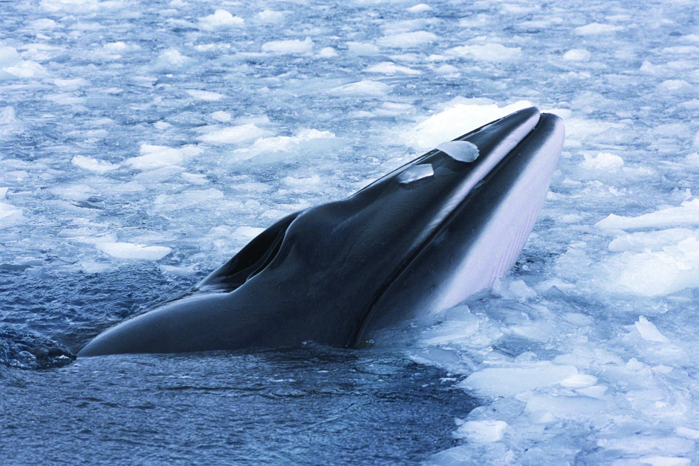 Zwergwal vor Spitzbergen — Foto: Oceanwide Expeditions