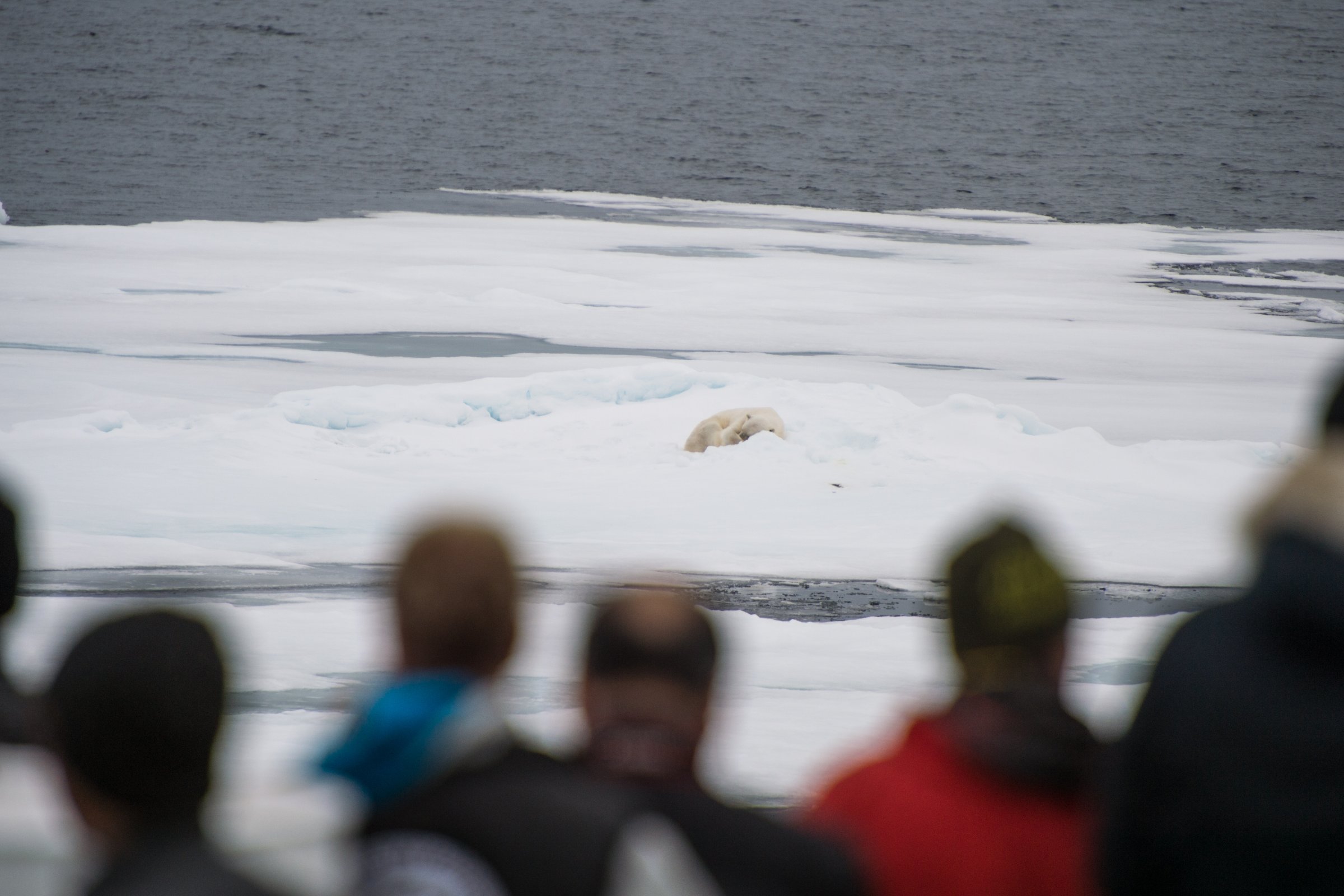 Eisbär entlang der Eiskante — Foto: Oceanwide Expeditions
