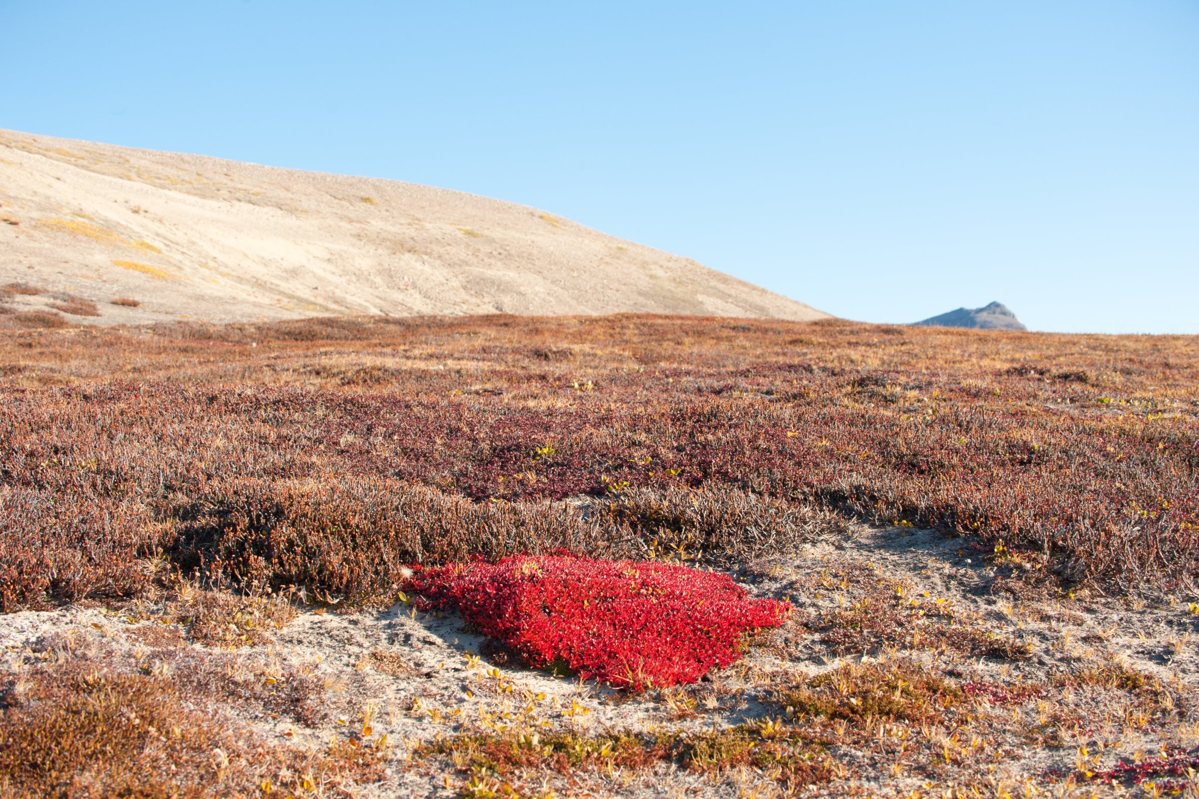 Tundra · Nordostgrönland im Spätsommer — Foto: Oceanwide Expeditions