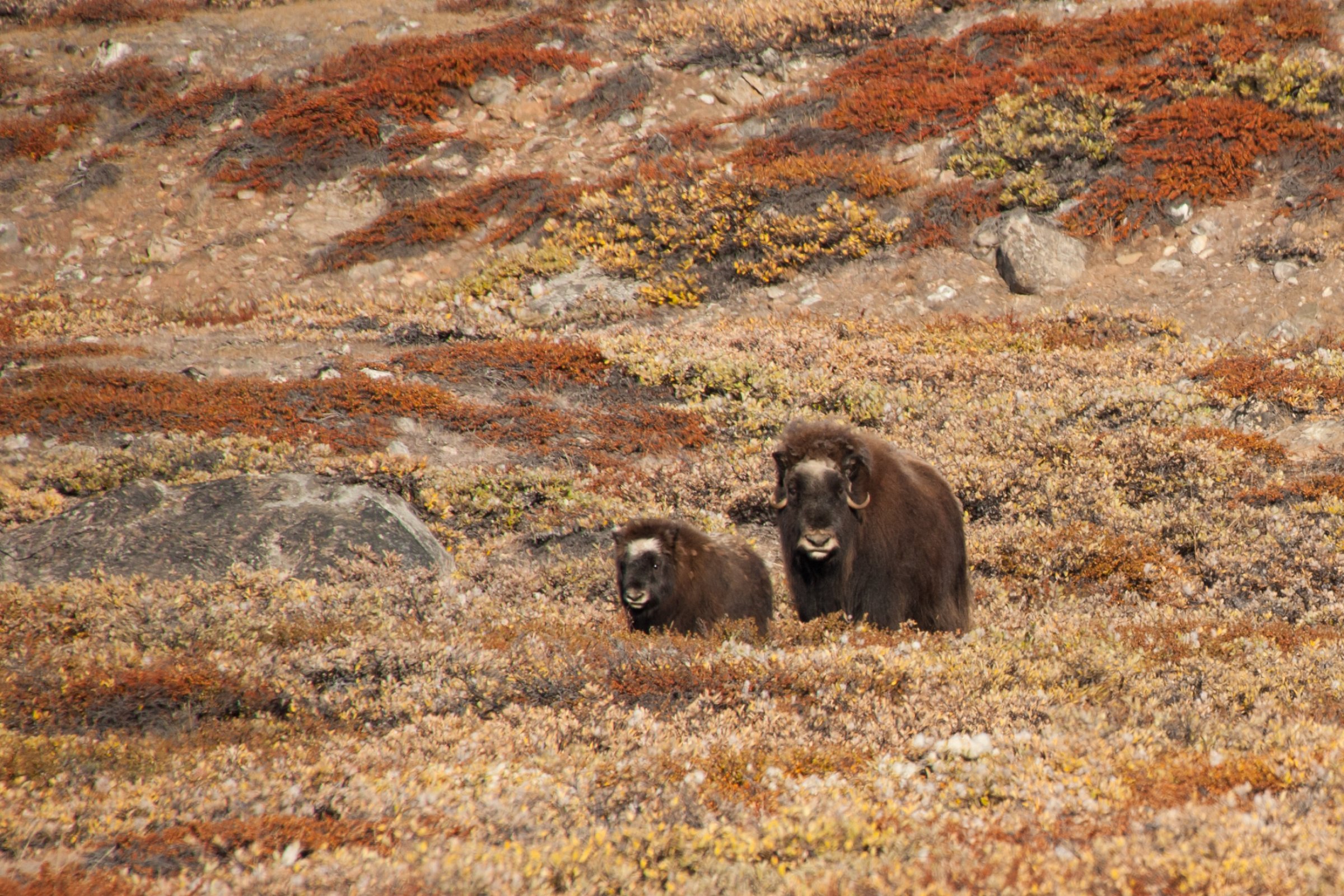 Moschusochsen · Nordostgrönland — Foto: Oceanwide Expeditions