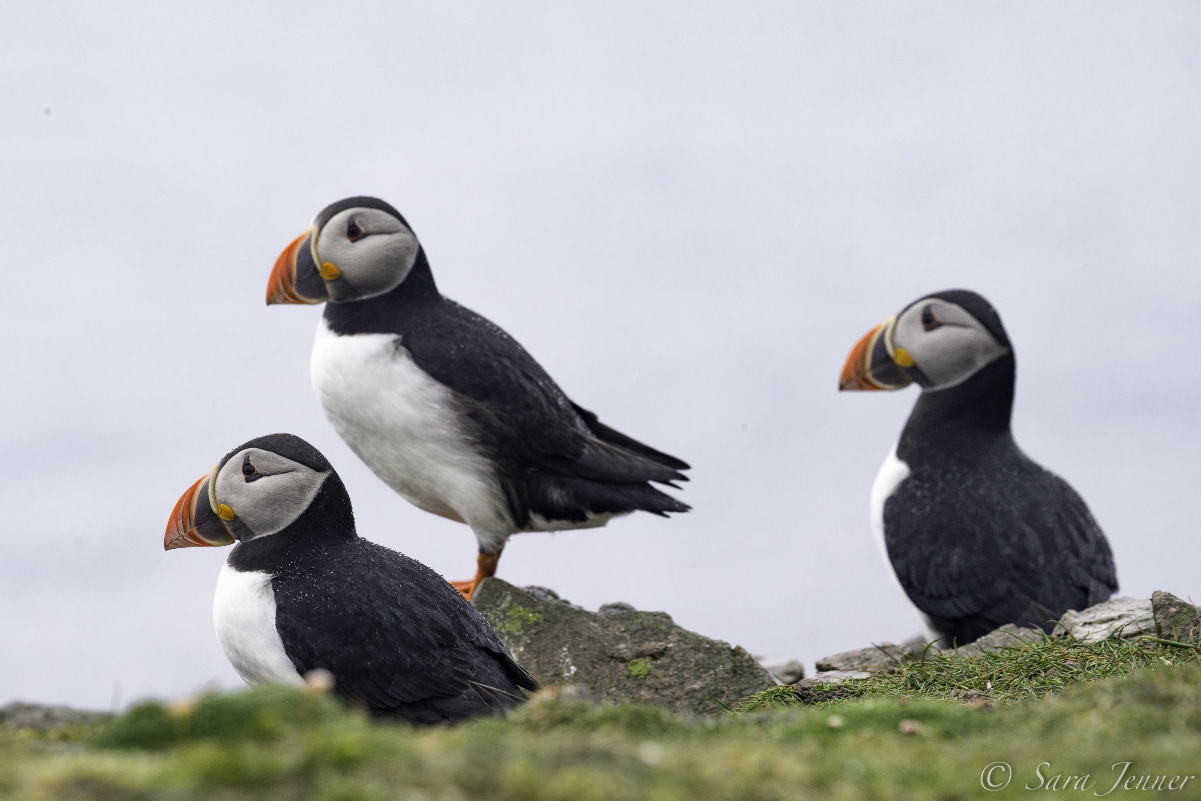 Papageientaucher · Fair Isle — Foto: Oceanwide Expeditions