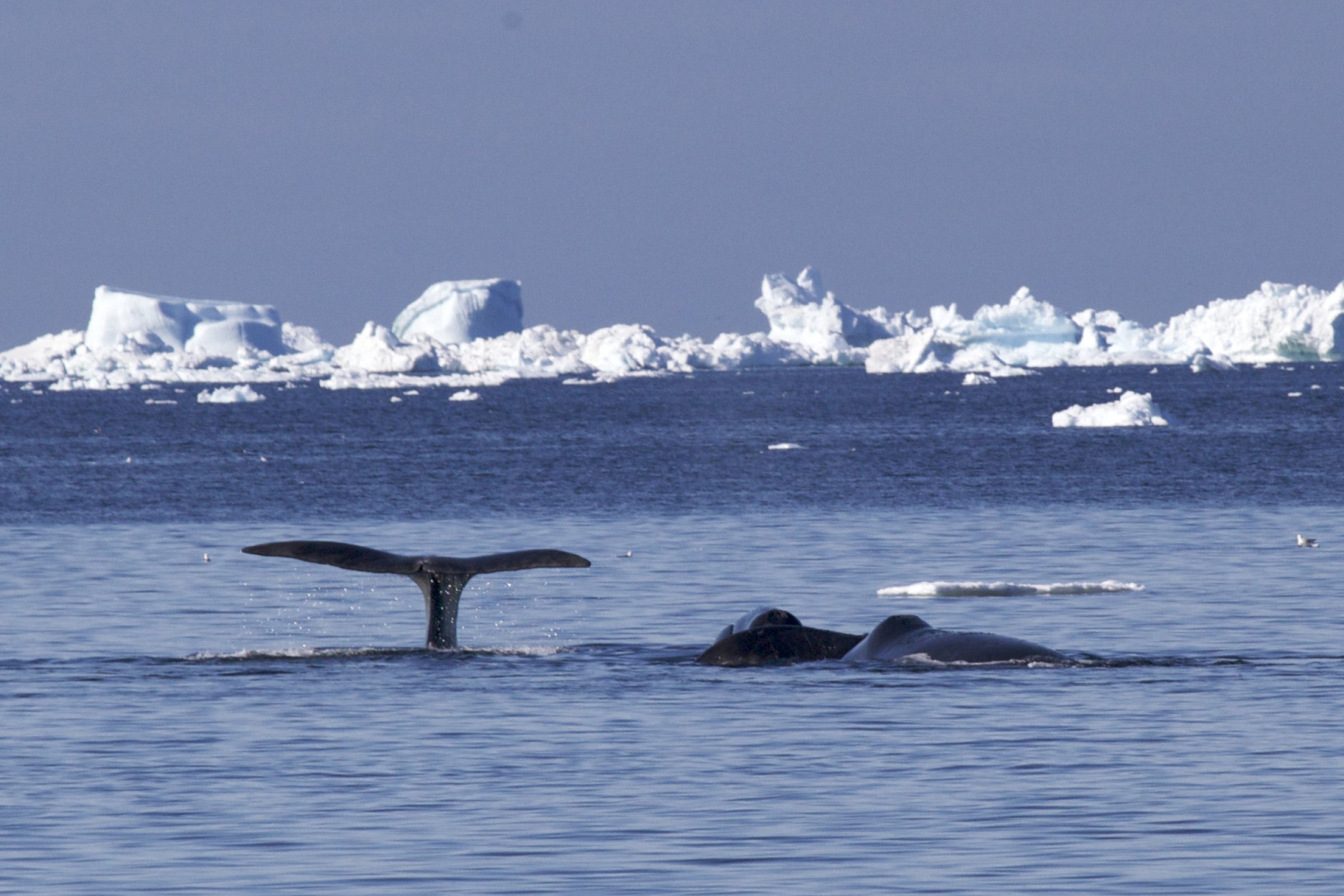 Grönlandwale an der Eiskante — Foto: Oceanwide Expeditions