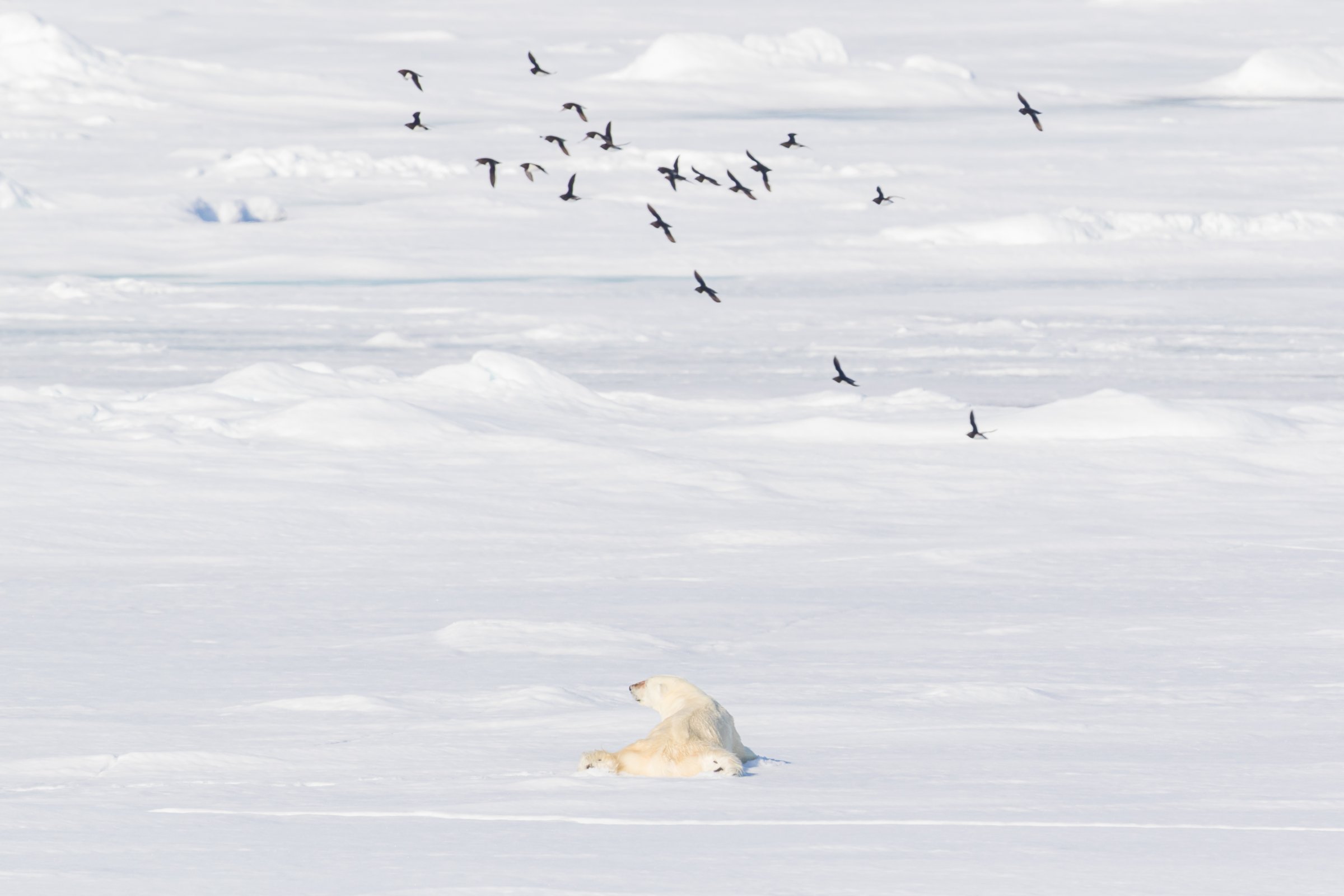 Eisbär auf dem Packeis — Foto: Oceanwide Expeditions