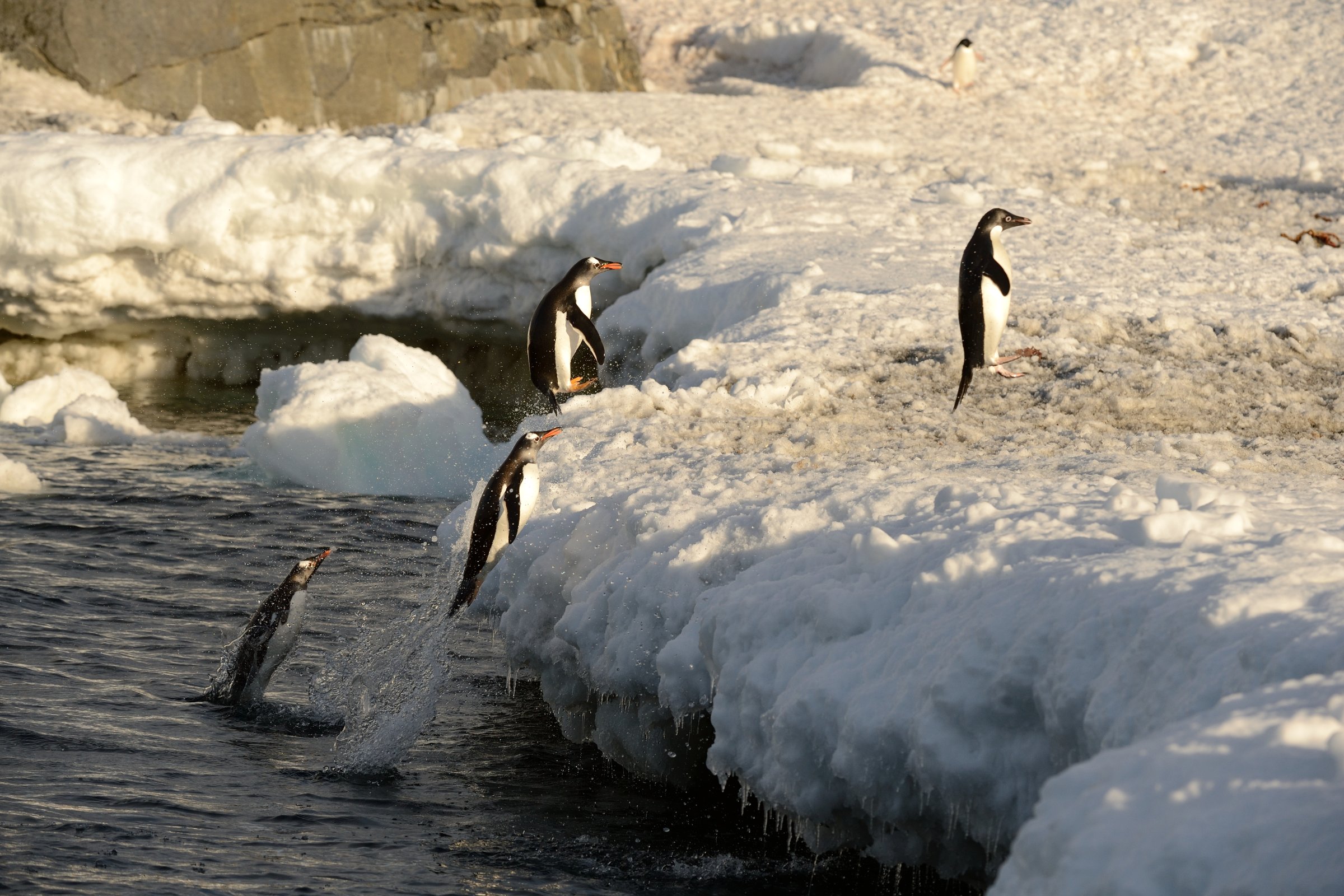 Adeliepinguin · Weddell-Sea-Kolonie — Foto: Oceanwide Expeditions