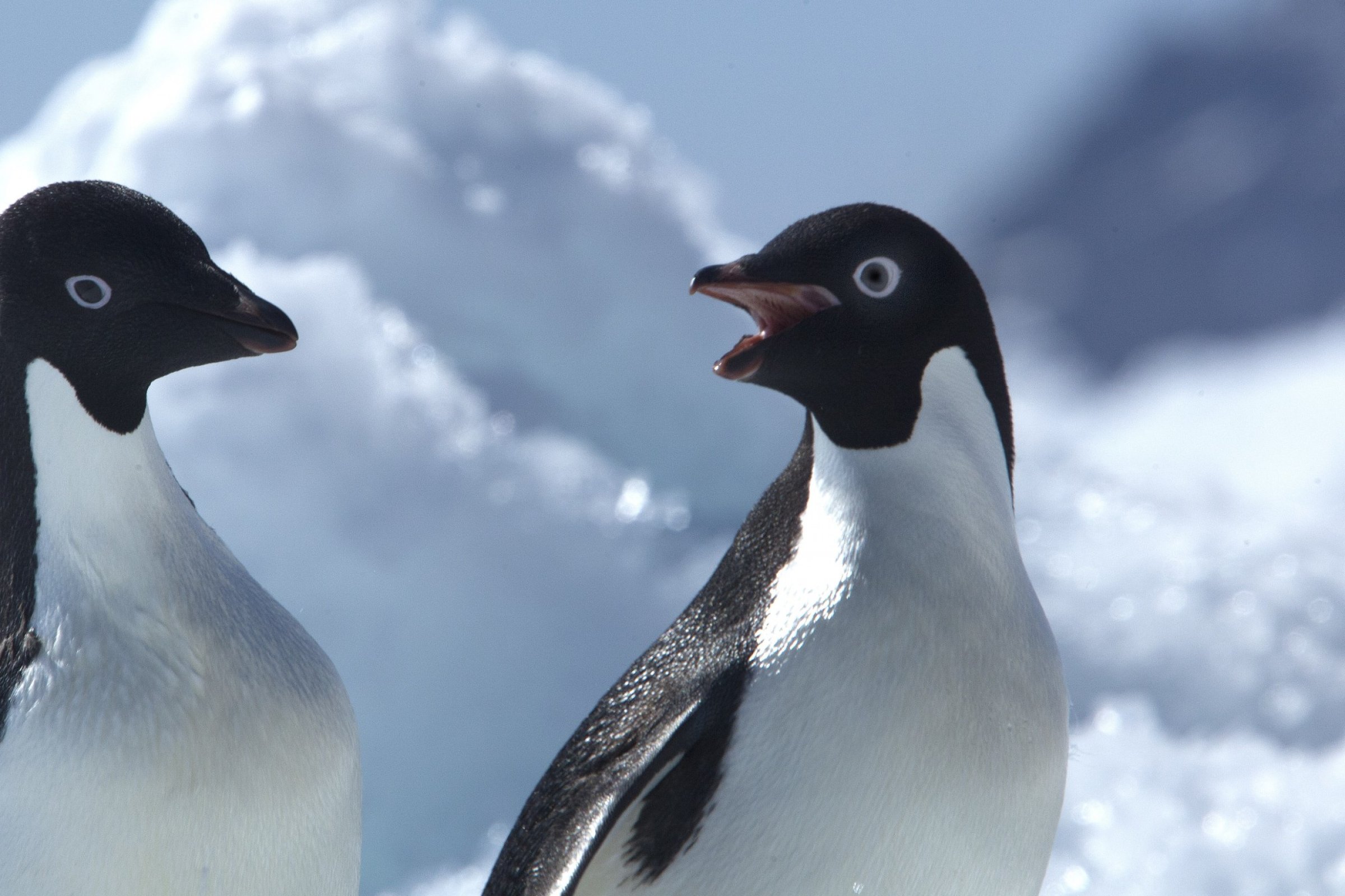 Adeliepinguine · Weddellmeer — Foto: Oceanwide Expeditions