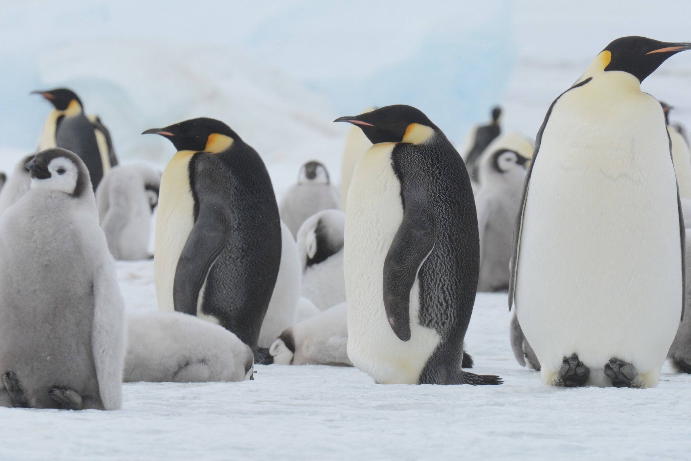 Kaiserpinguin-Kolonie · Snow Hill — Foto: Oceanwide Expeditions