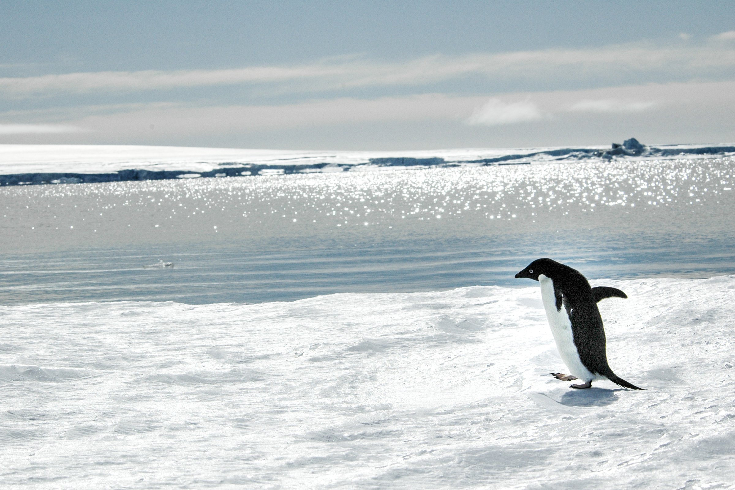 Kaiserpinguin-Kolonie · Brutsaison — Foto: Oceanwide Expeditions