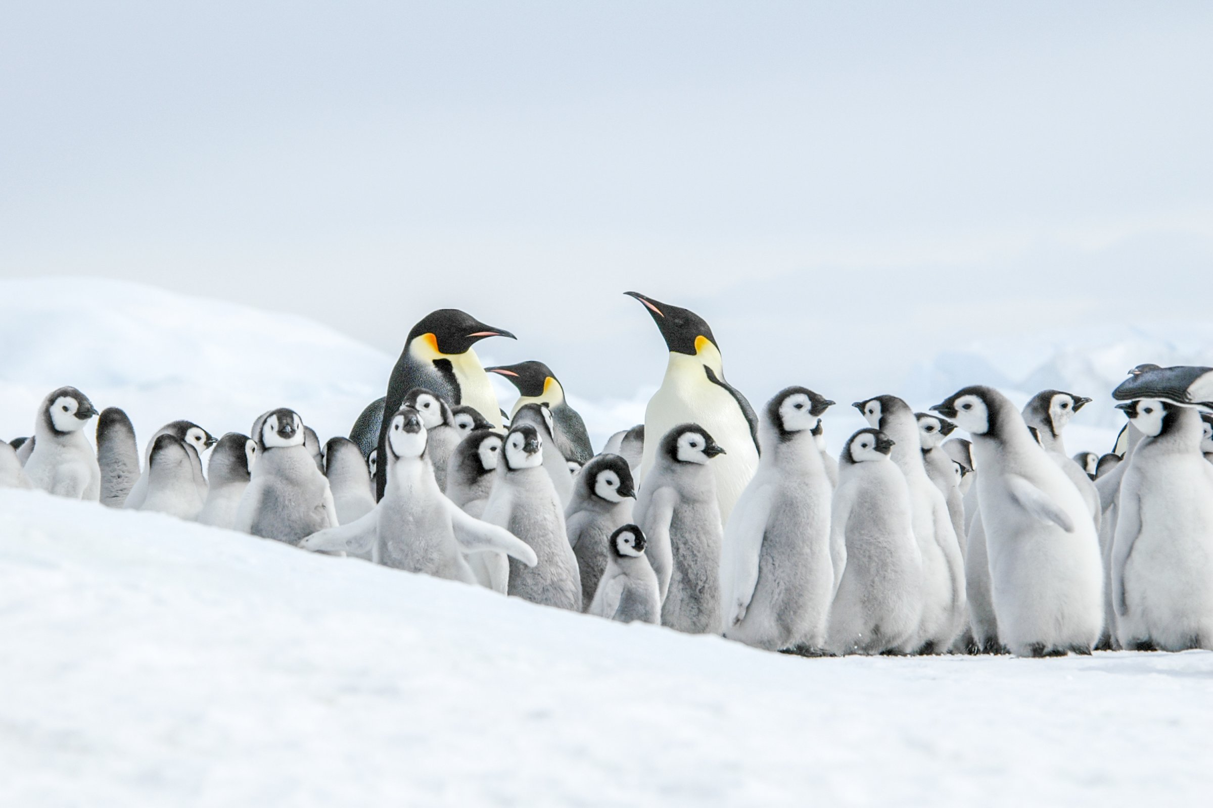 Antarktis – Kaiserpinguine & Snow Hill Island – Hubschrauber