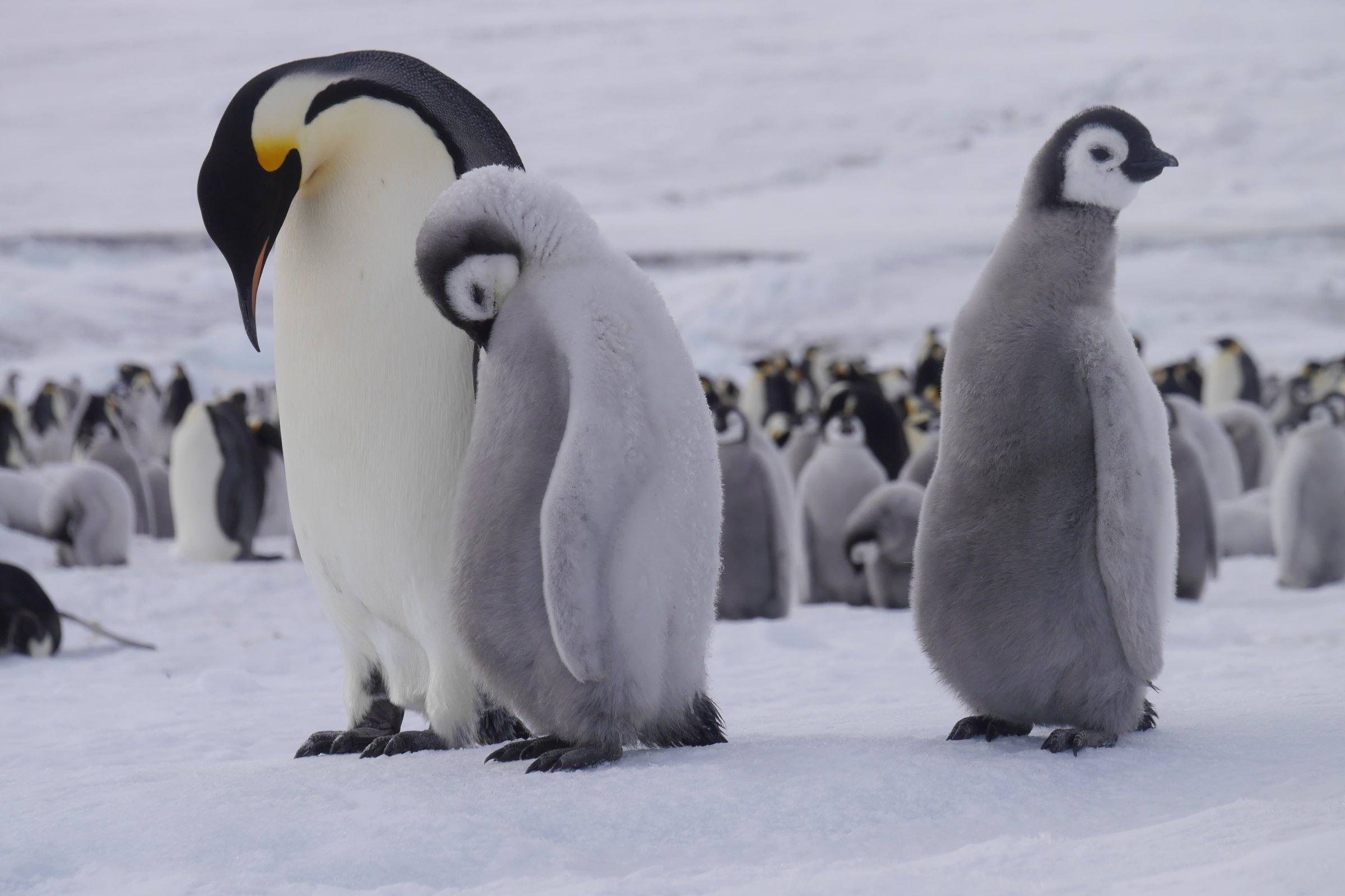 Kaiserpinguine im November-Schnee — Foto: Oceanwide Expeditions