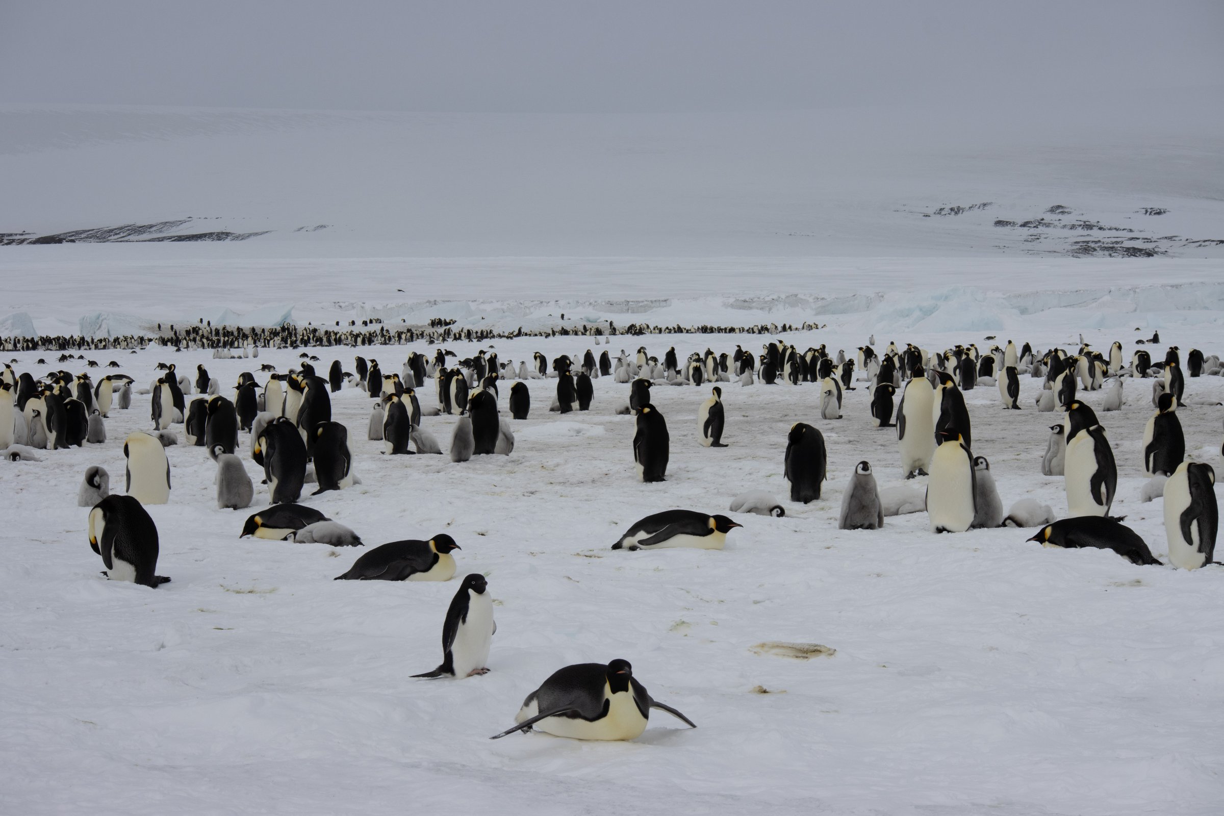 Tag bei den Kaiserpinguinen — Foto: Oceanwide Expeditions
